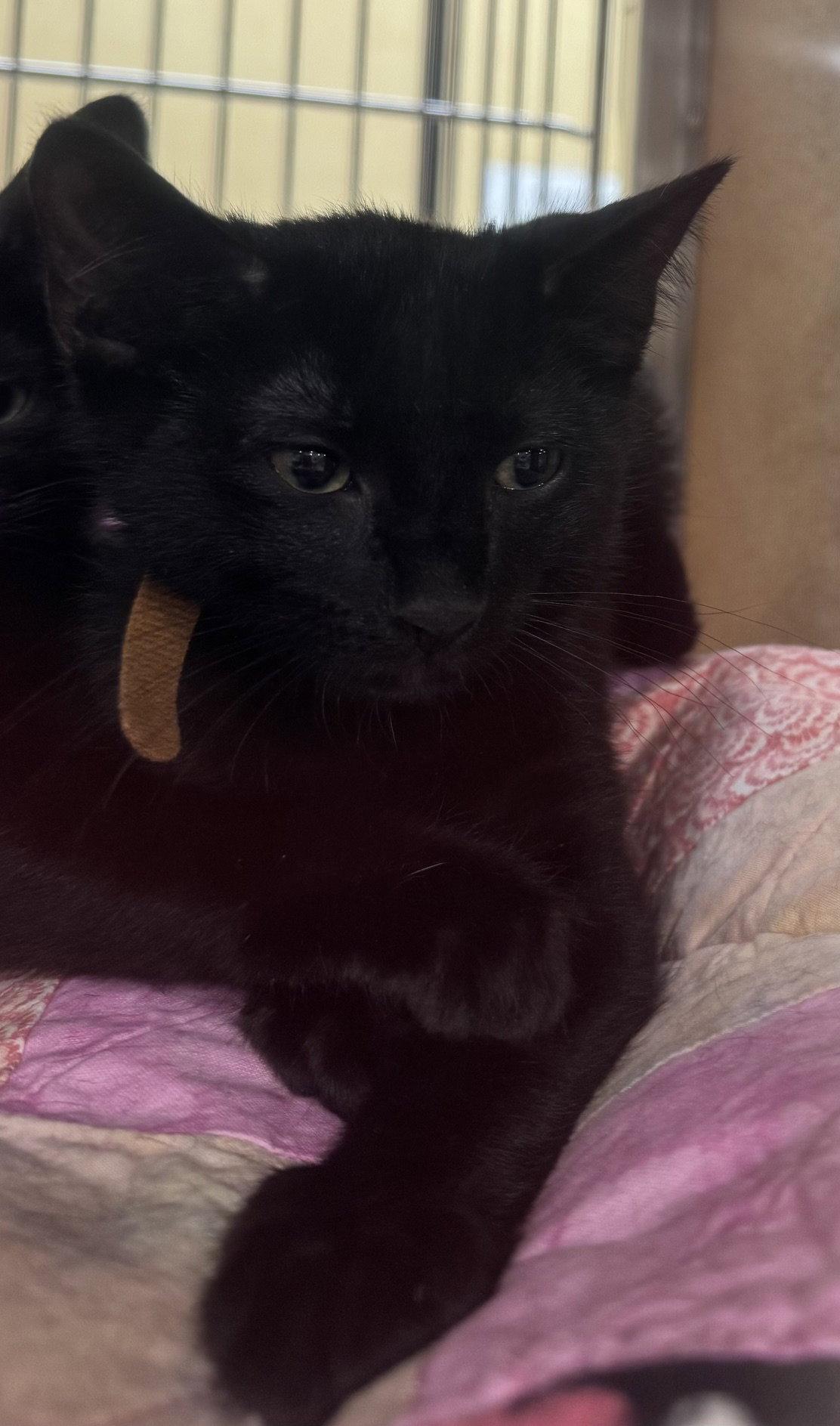 Tyrone, Adoptable, Kitten Male Domestic Short Hair.