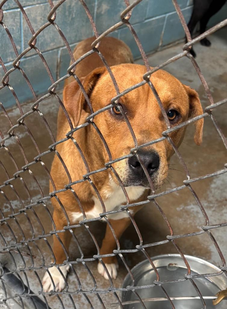 Enlarge Kat, a Adoptable mixed breed in Batesville, AR image 1/2