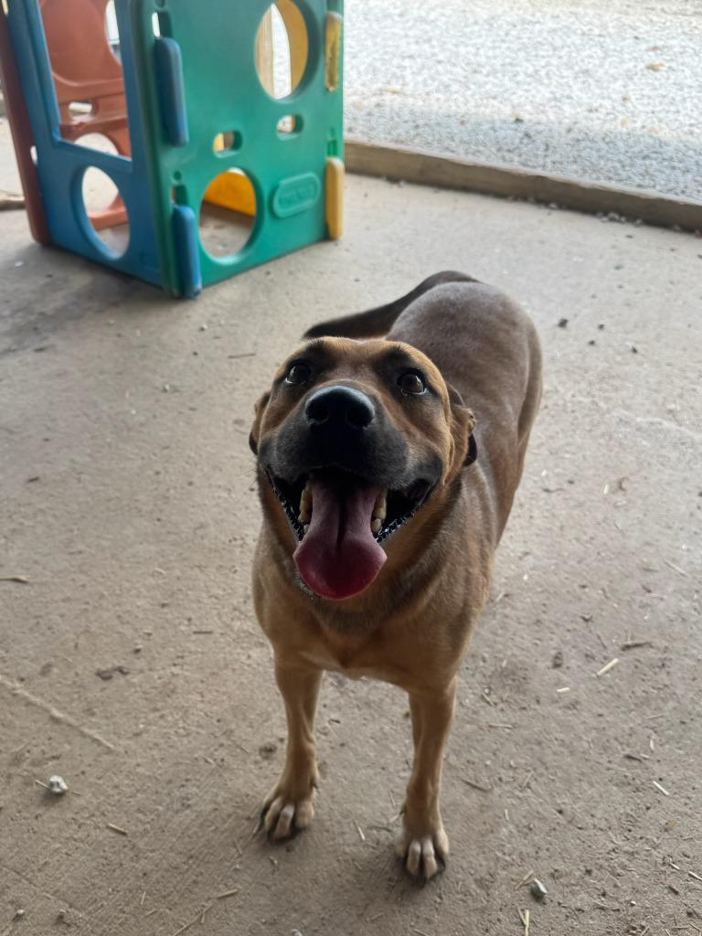 Enlarge Kat, a Adoptable mixed breed in Batesville, AR image 2/2