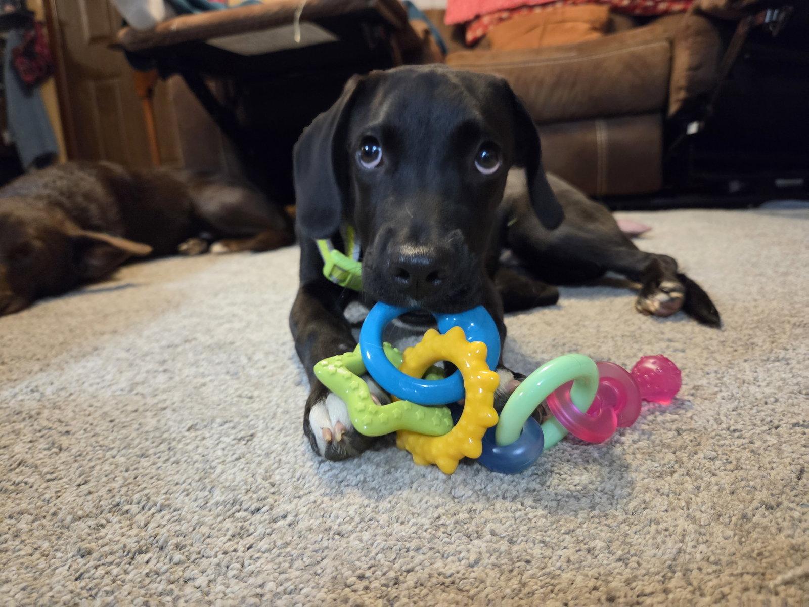 Joe, Adoptable, Young Male Labrador Retriever.