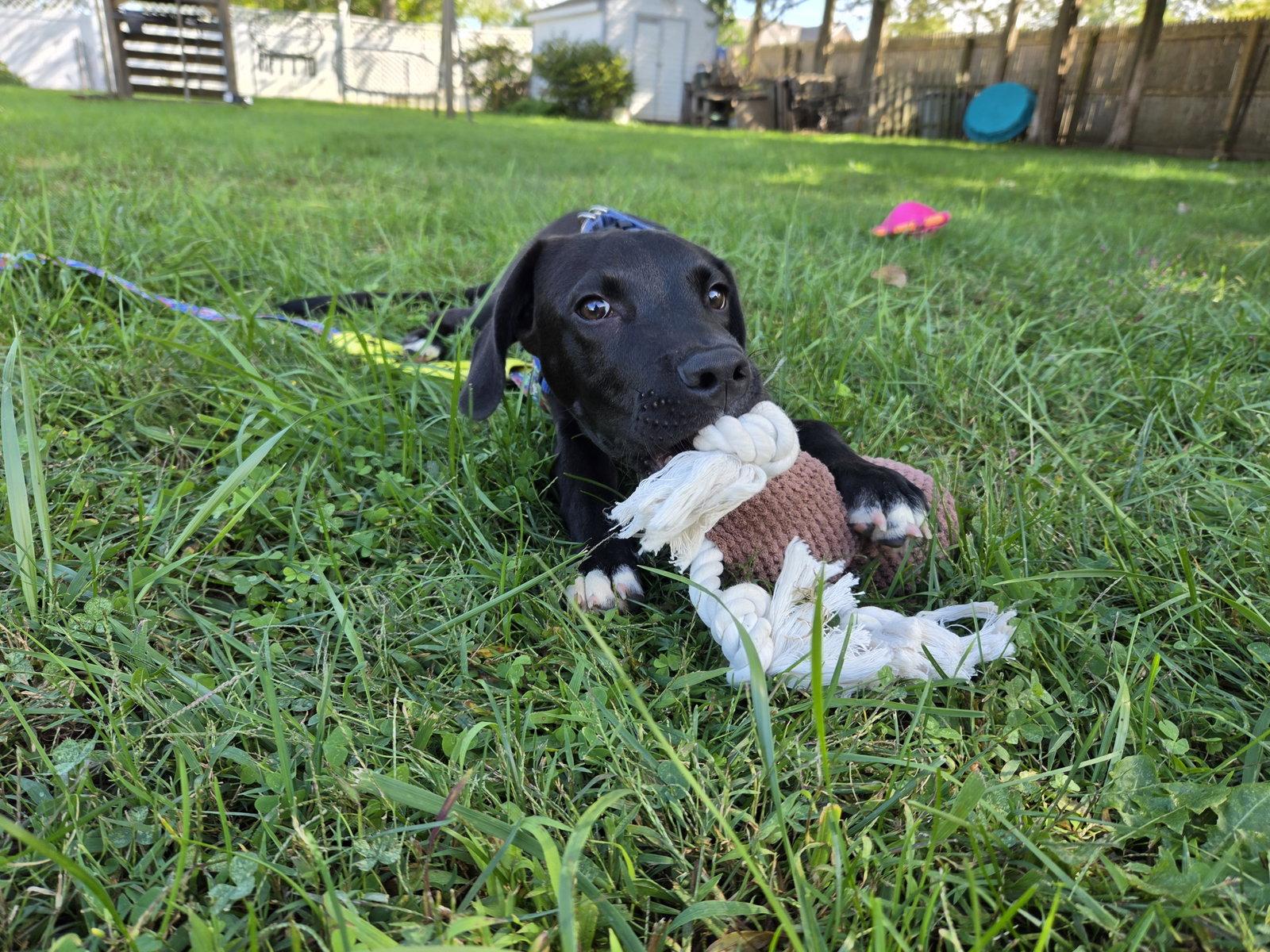 Enlarge Joe, a Adoptable Labrador Retriever in Doylestown, PA image 2/3