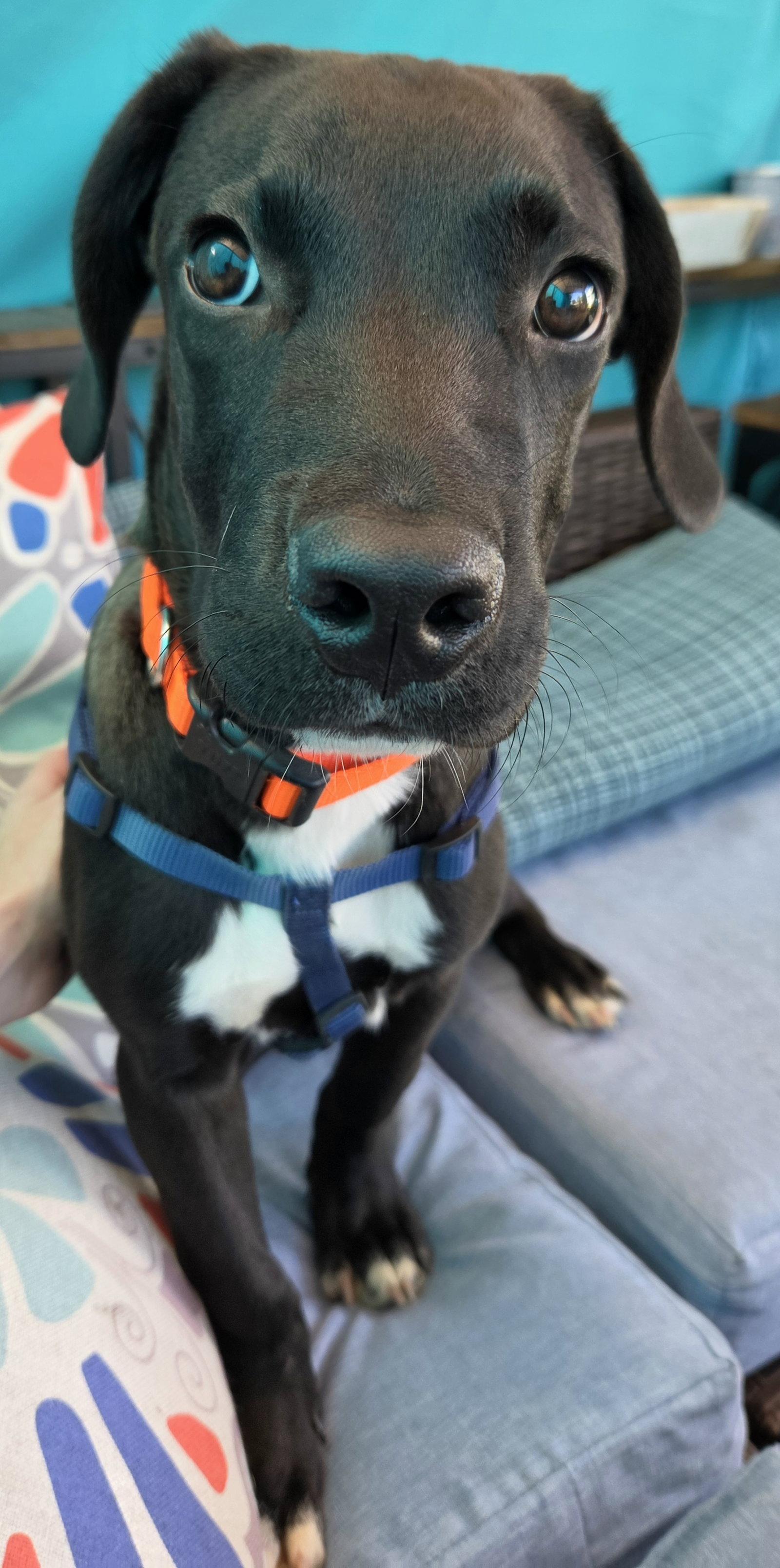 Enlarge Joe, a Adoptable Labrador Retriever in Doylestown, PA image 3/3