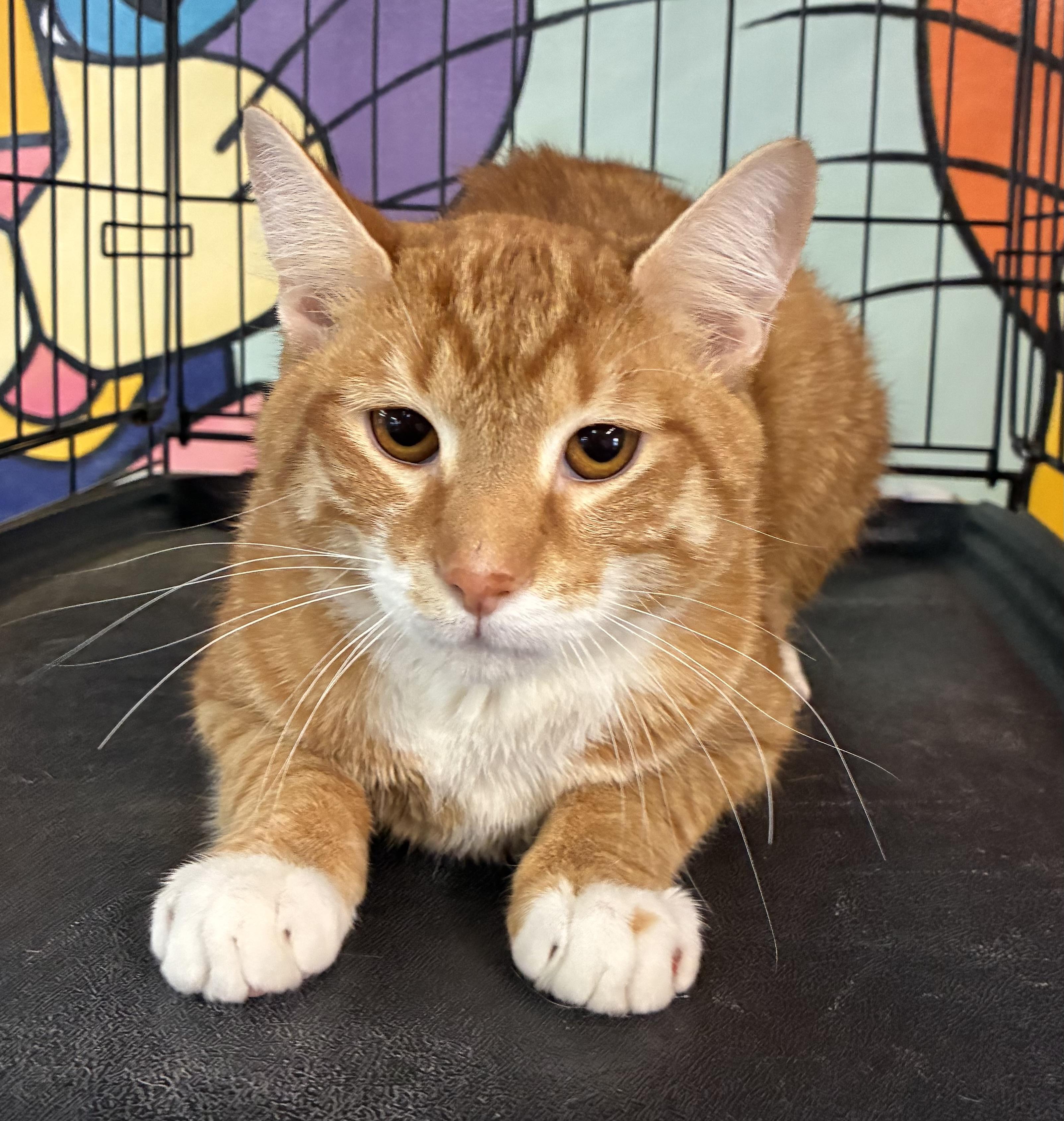 Enlarge Fenugreek, an adopted Domestic Short Hair in Breinigsville, PA image 2/2