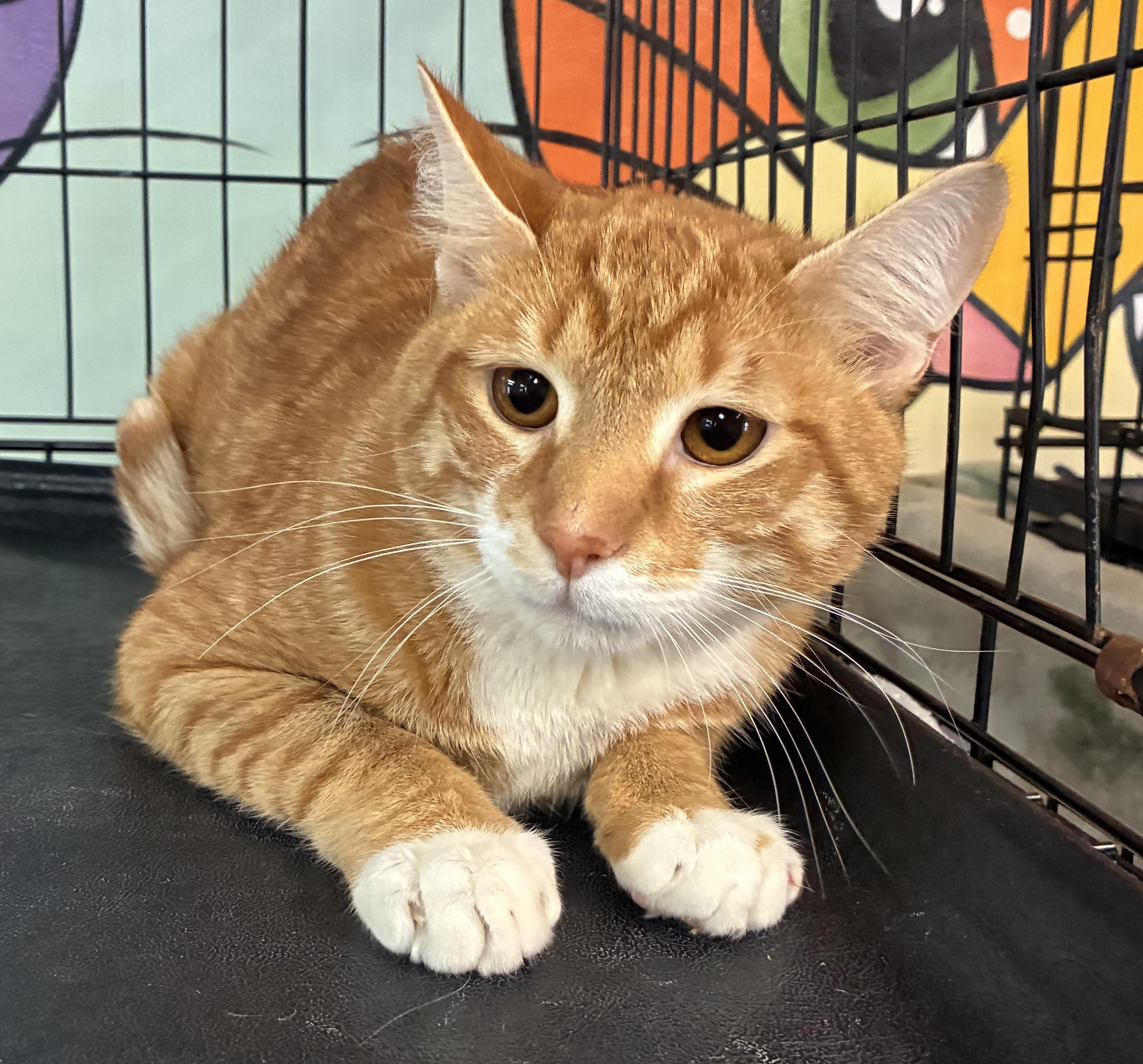 Enlarge Fenugreek, an adopted Domestic Short Hair in Breinigsville, PA image 1/2