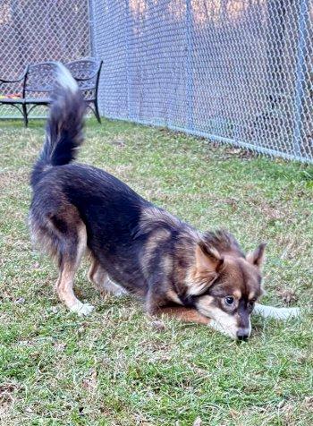 Noelle, Adoptable, Puppy Female Husky & Shiba Inu.