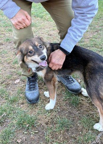 Noelle, a Adoptable mixed breed in Bedford Hills, NY image 2/6
