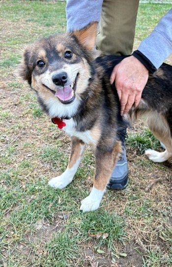 Noelle, a Adoptable mixed breed in Bedford Hills, NY image 3/6