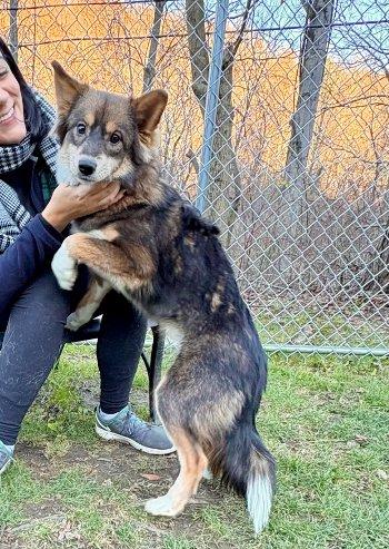 Noelle, a Adoptable mixed breed in Bedford Hills, NY image 4/6