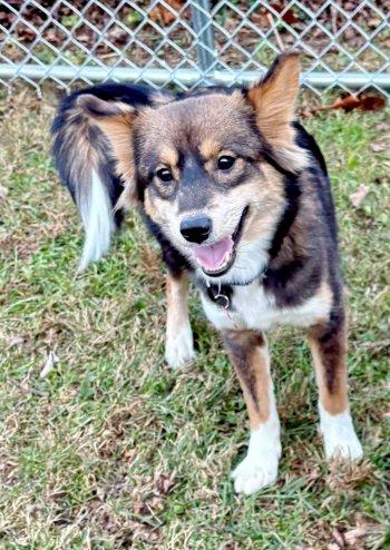 Noelle, a Adoptable mixed breed in Bedford Hills, NY image 5/6