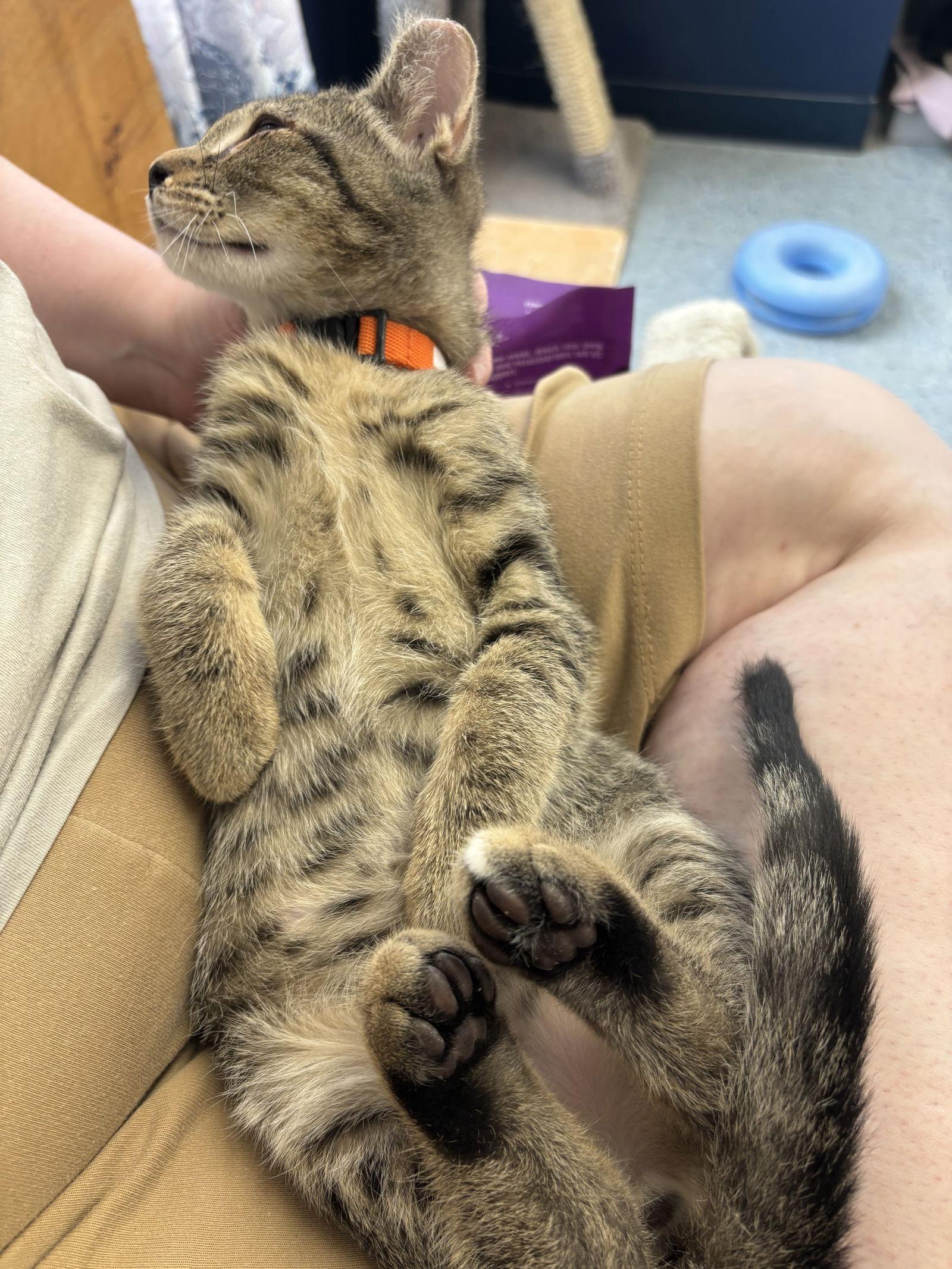 Terry, Adoptable, Young Male Tabby.