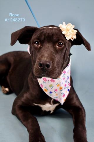 Rose - In foster. Needs forever home., ADOPTABLE, Puppy Female Labrador Retriever & Pit Bull Terrier.