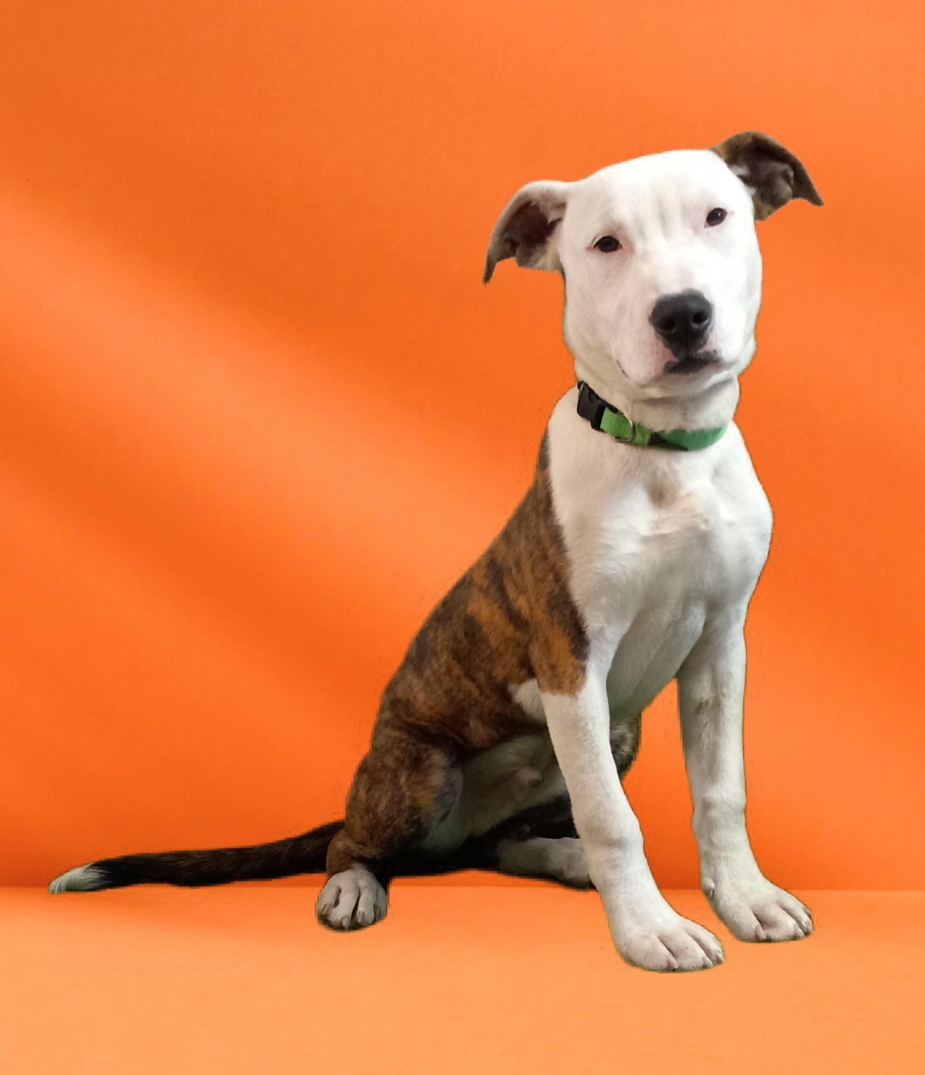 Flash, a Adoptable mixed breed in El Paso, TX image 1/4