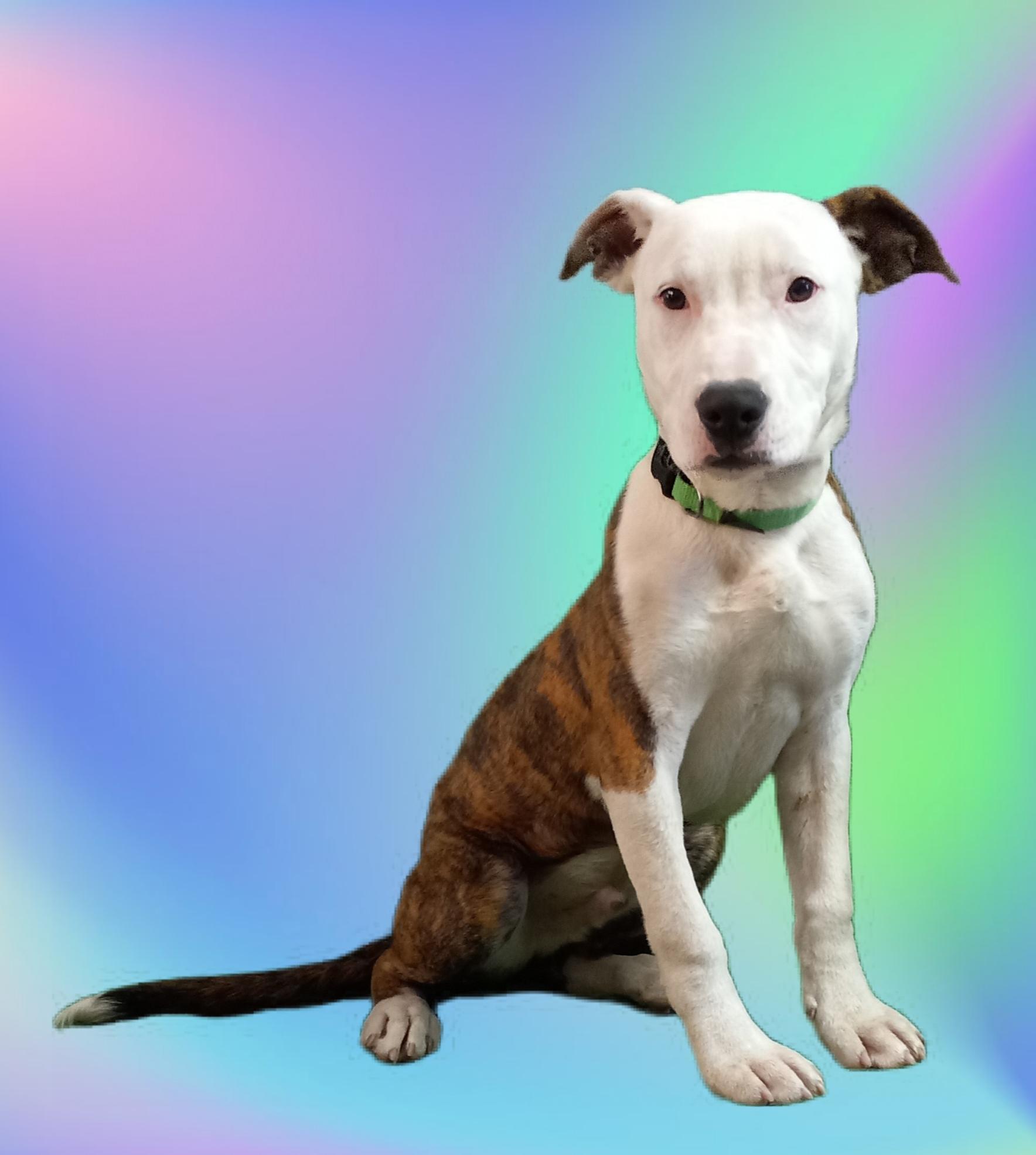 Flash, a Adoptable mixed breed in El Paso, TX image 3/4
