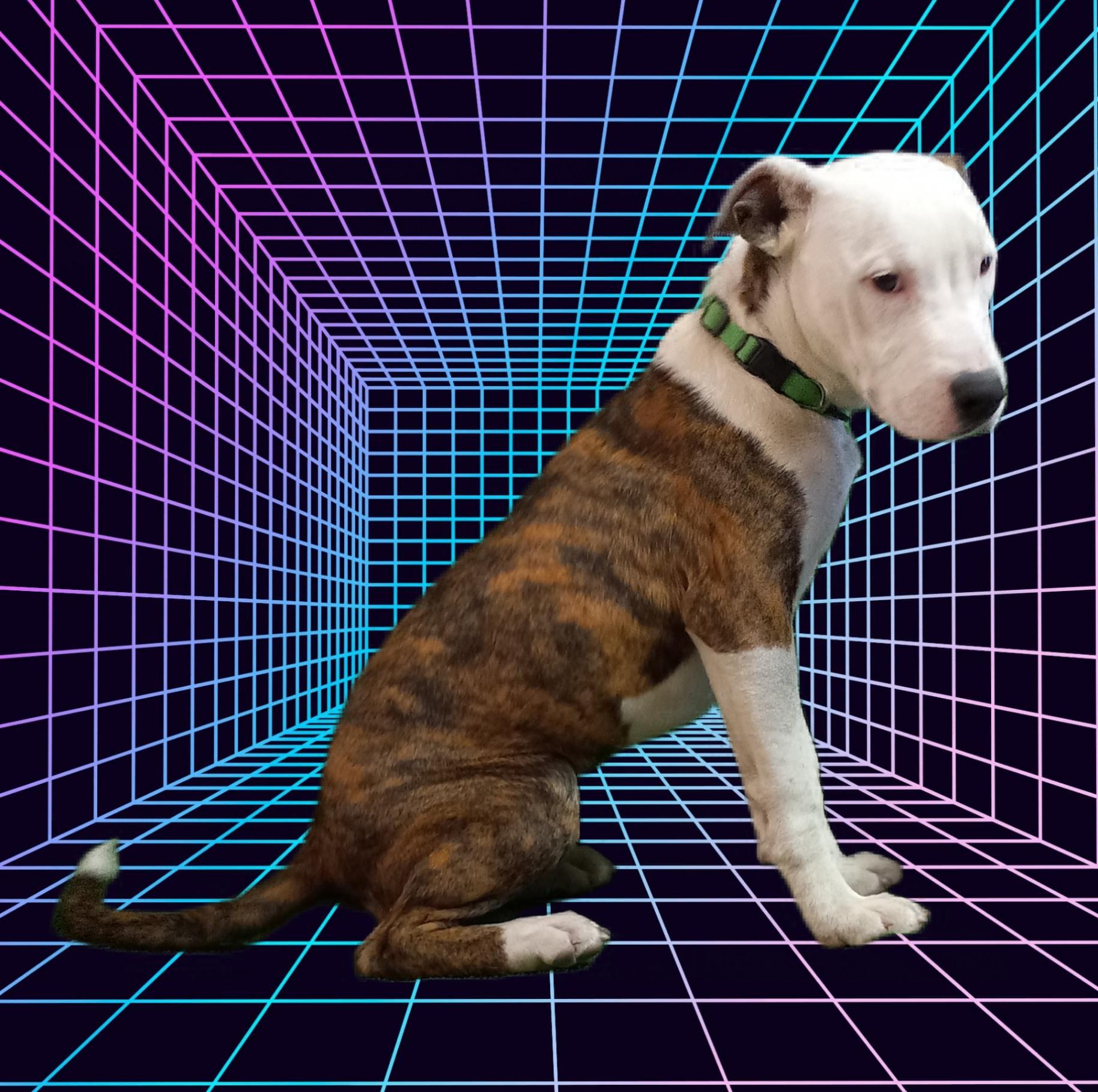 Flash, a Adoptable mixed breed in El Paso, TX image 2/4