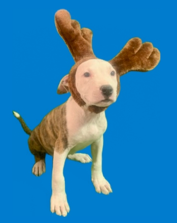 Flash, a Adoptable mixed breed in El Paso, TX image 4/4