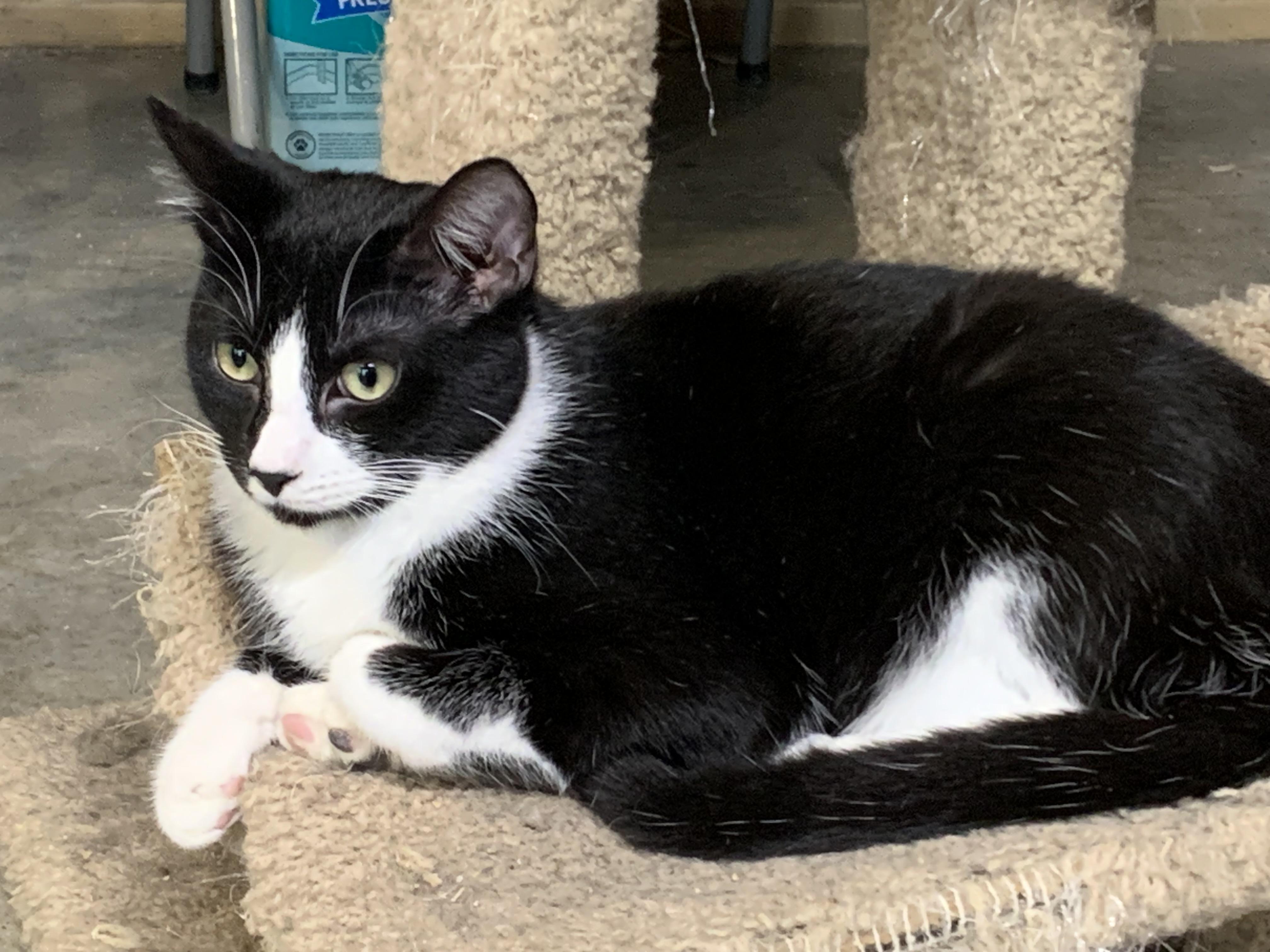 Enlarge Felix, a ADOPTABLE Domestic Short Hair in Stockholm, WI image 6/6