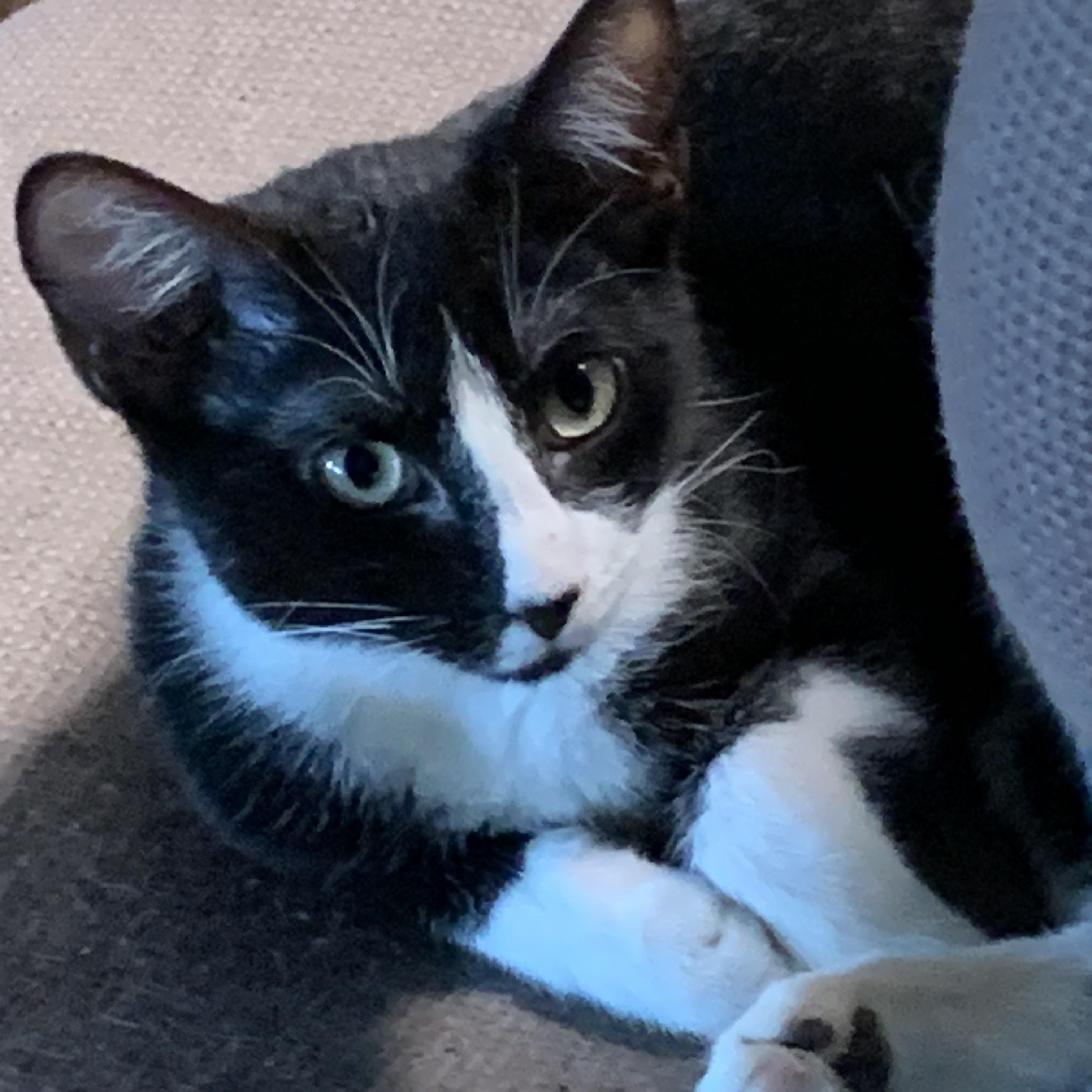 Enlarge Felix, a ADOPTABLE Domestic Short Hair in Stockholm, WI image 3/6