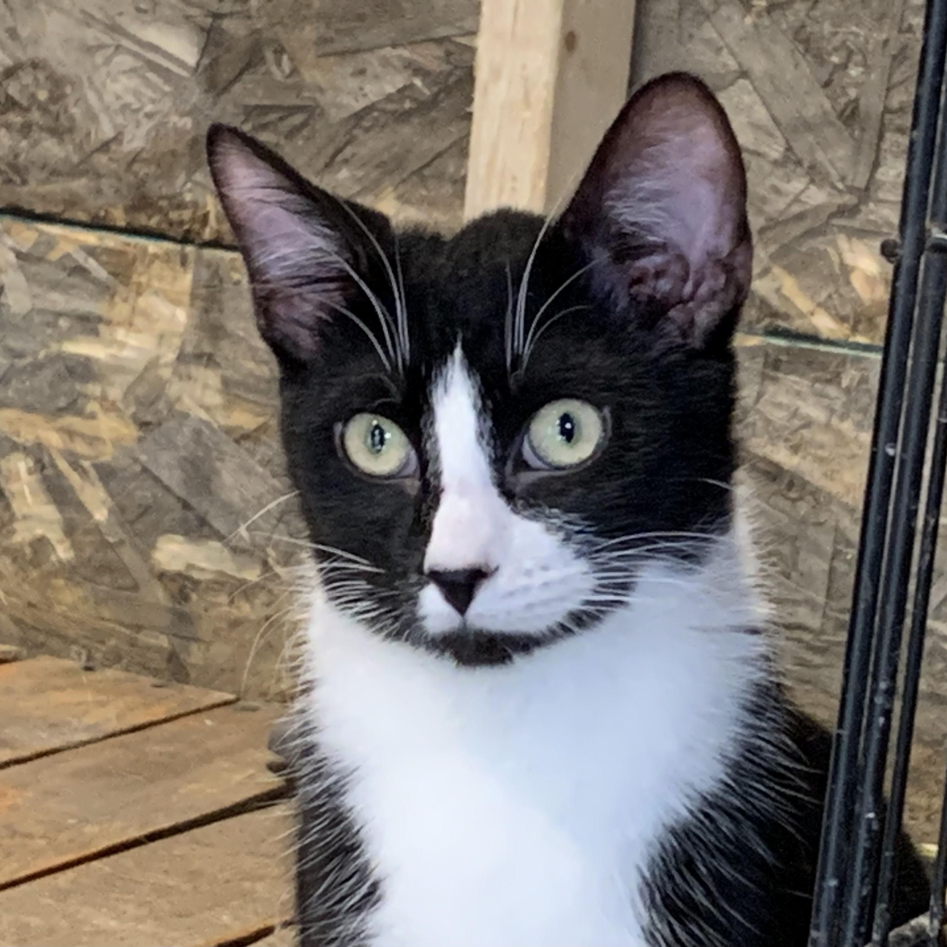 Enlarge Felix, a ADOPTABLE Domestic Short Hair in Stockholm, WI image 1/6