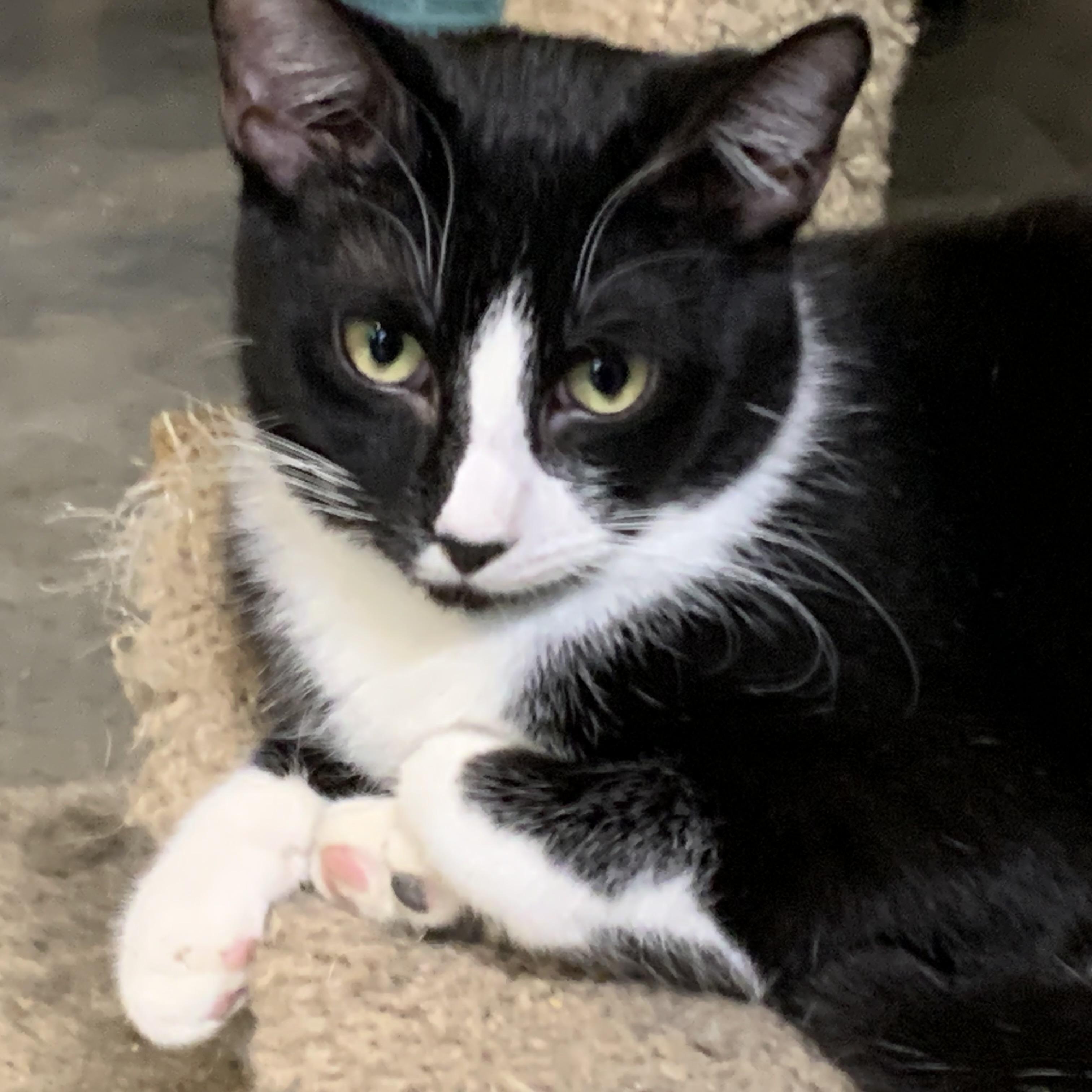 Enlarge Felix, a ADOPTABLE Domestic Short Hair in Stockholm, WI image 5/6