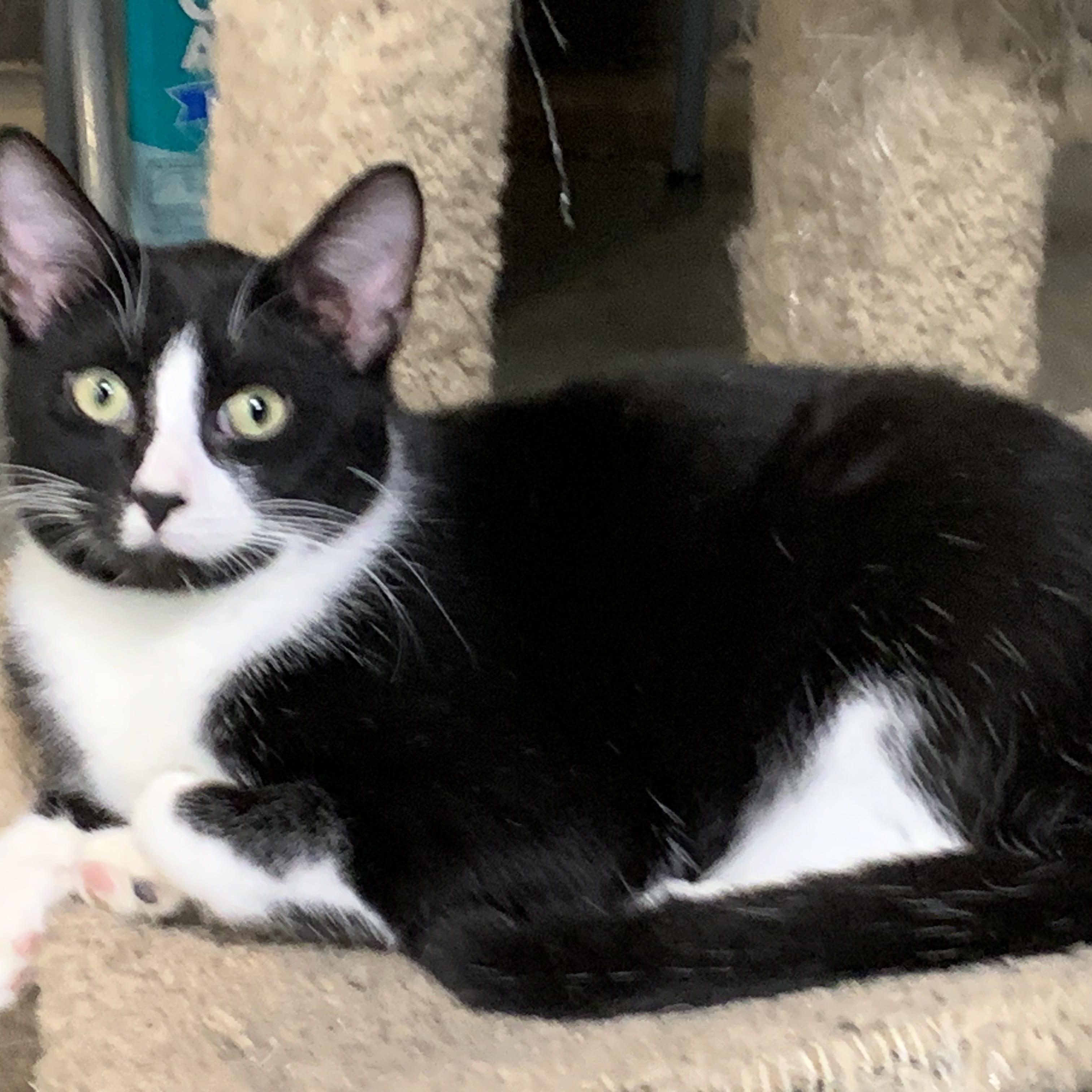 Enlarge Felix, a ADOPTABLE Domestic Short Hair in Stockholm, WI image 4/6