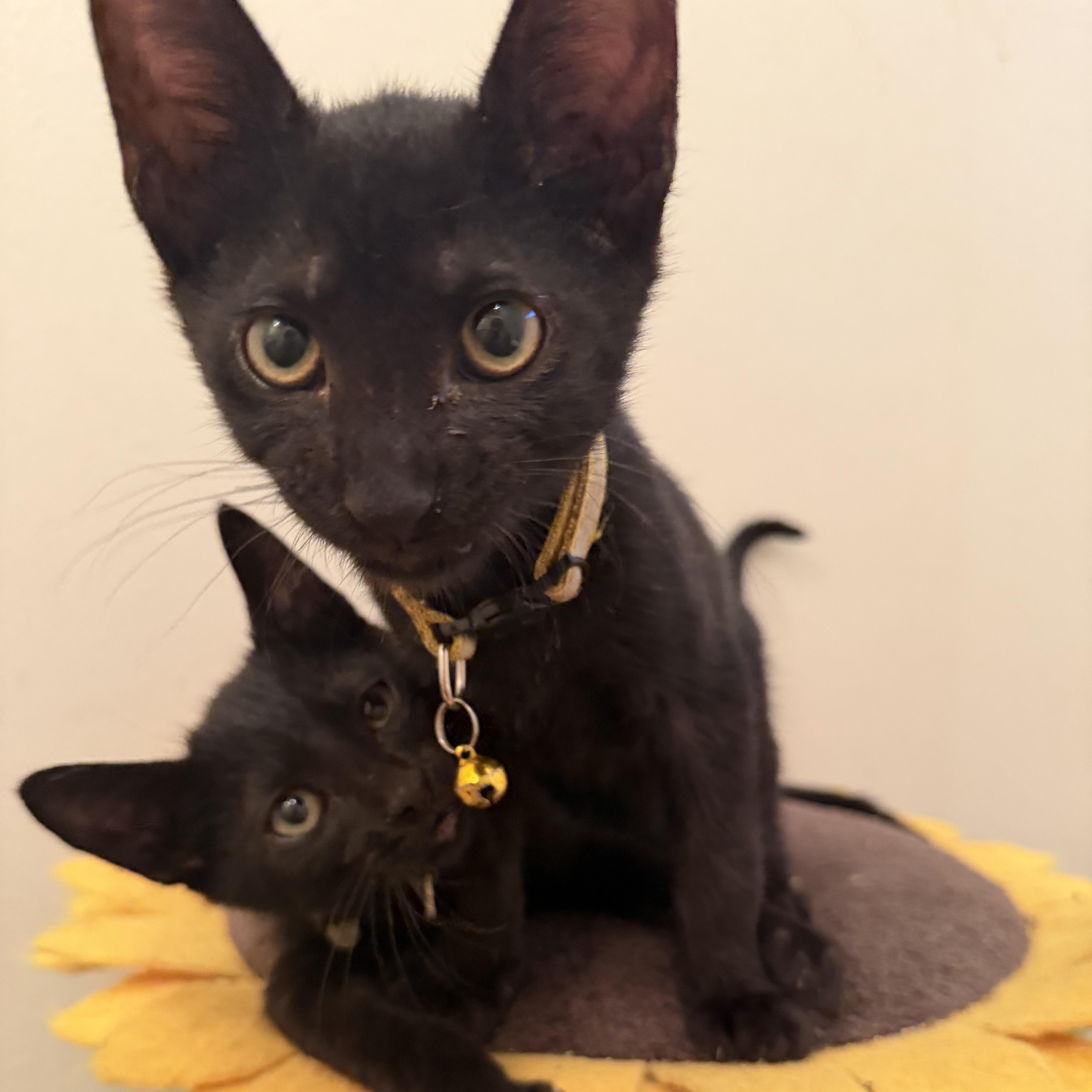 Enlarge Starlight, a Adoptable Domestic Short Hair in Latham, NY image 6/6