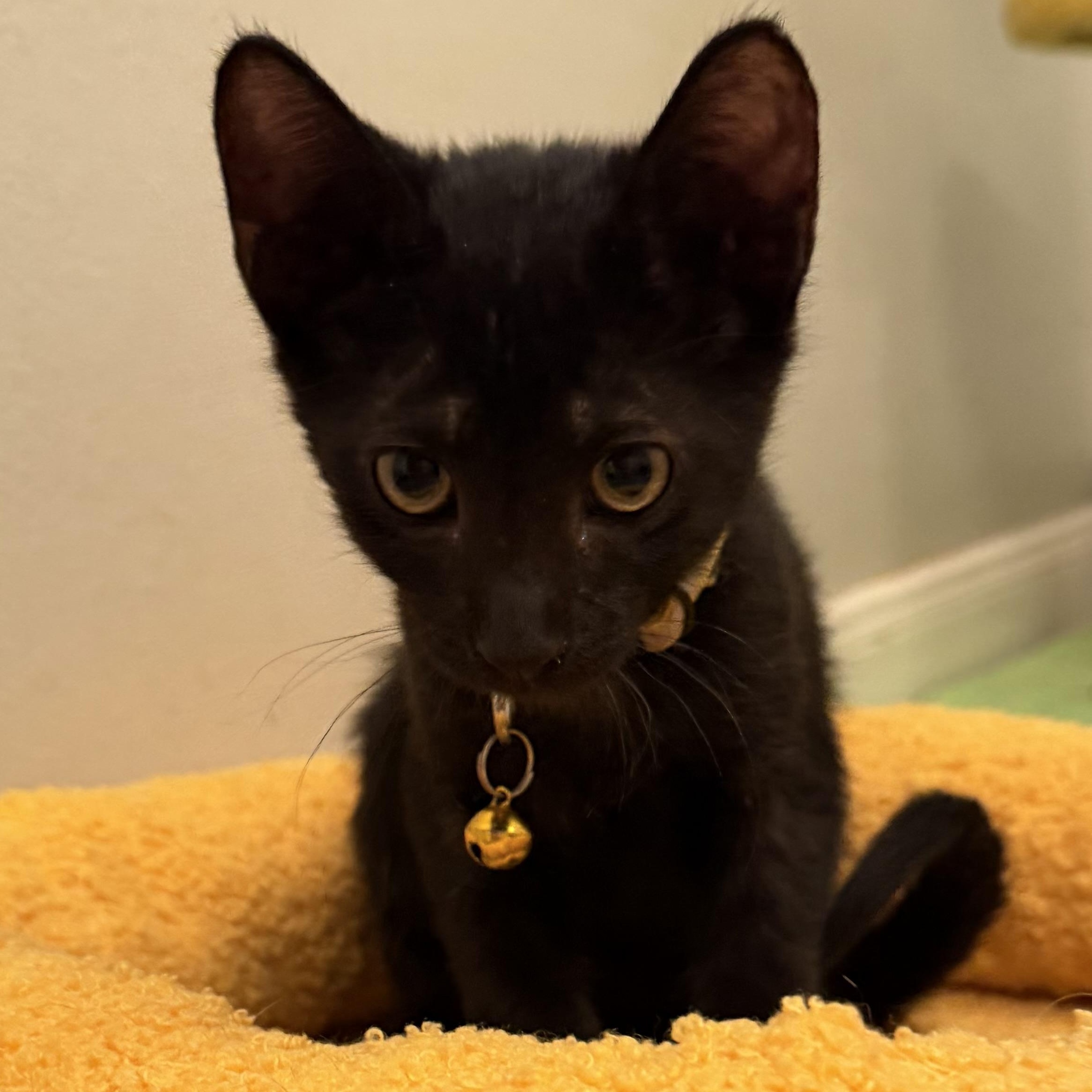 Starlight, Adoptable, Kitten Male Domestic Short Hair.