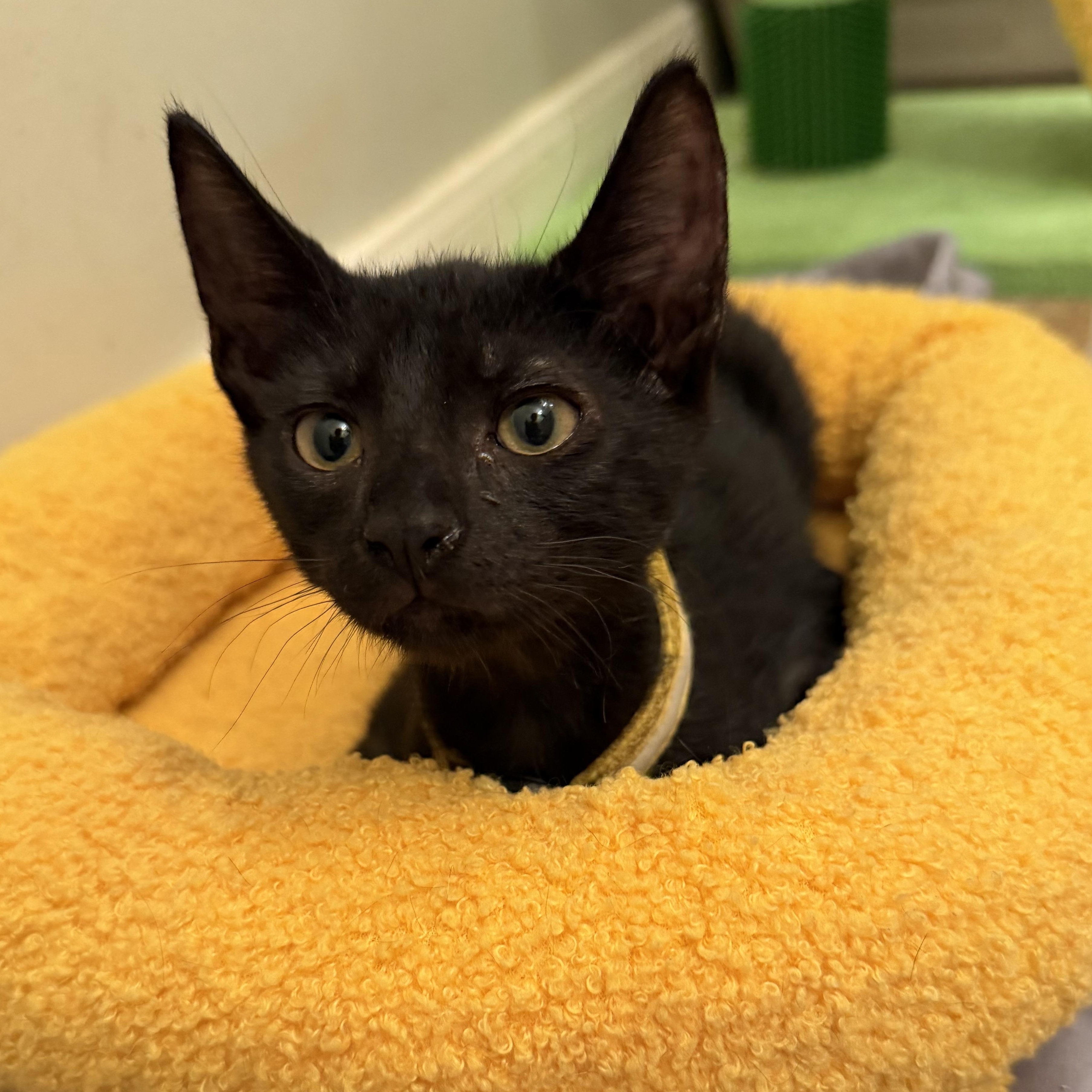 Enlarge Starlight, a Adoptable Domestic Short Hair in Latham, NY image 2/6