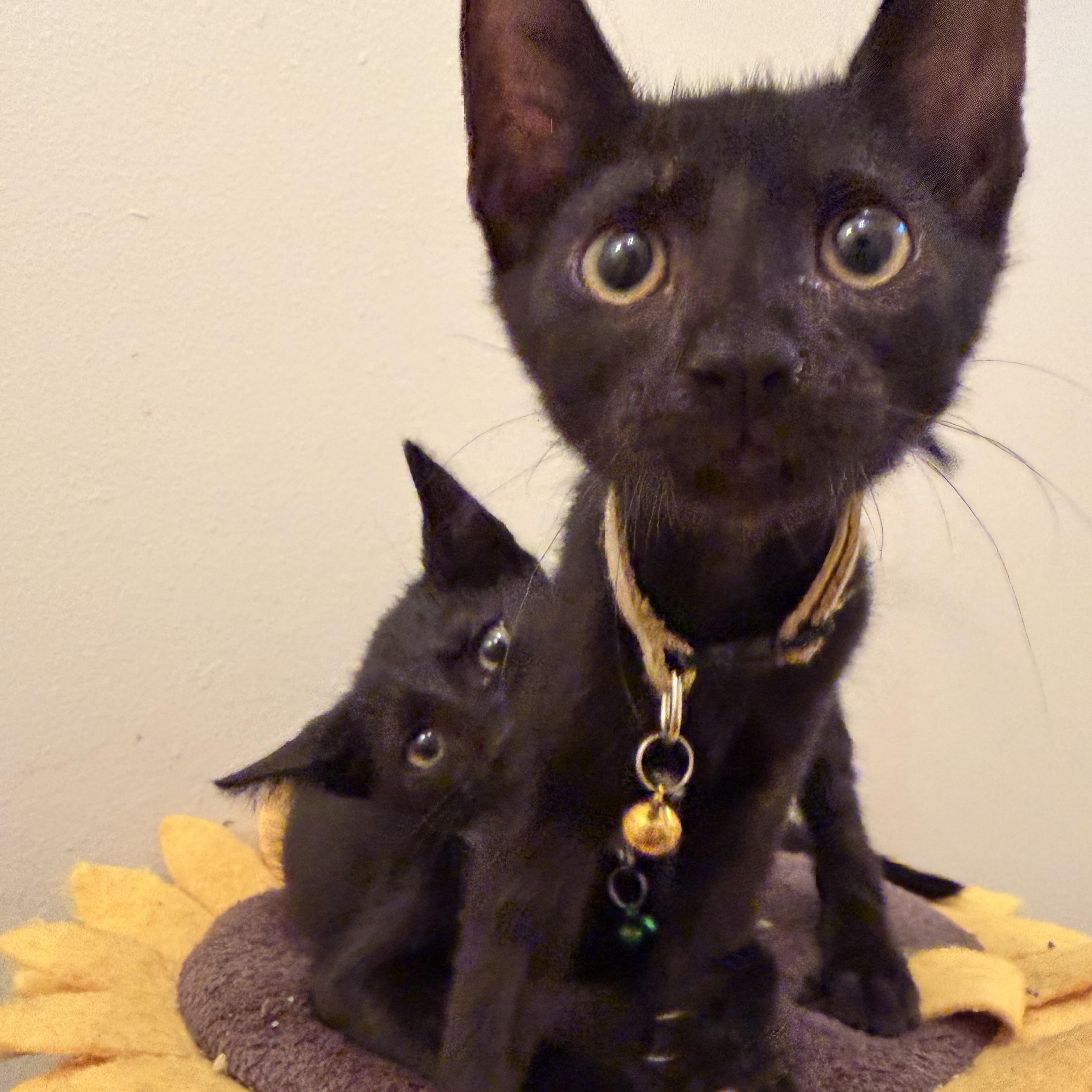 Enlarge Starlight, a Adoptable Domestic Short Hair in Latham, NY image 4/6