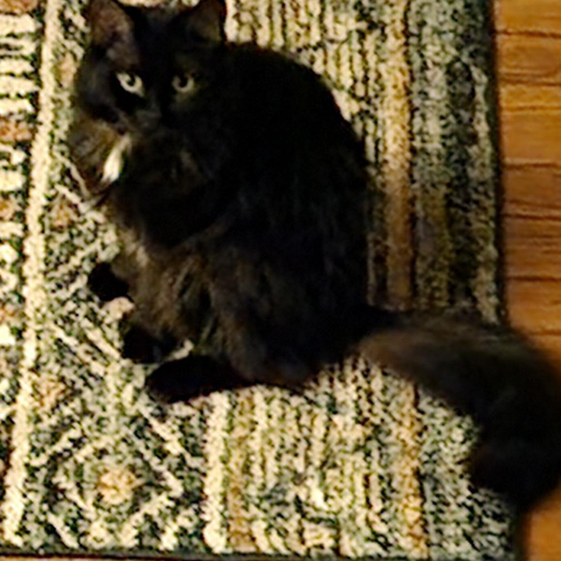 Enlarge Velvet (Amazing loving lap cat - runs to greet you), a Adoptable Domestic Long Hair in Macomb, MI image 1/5