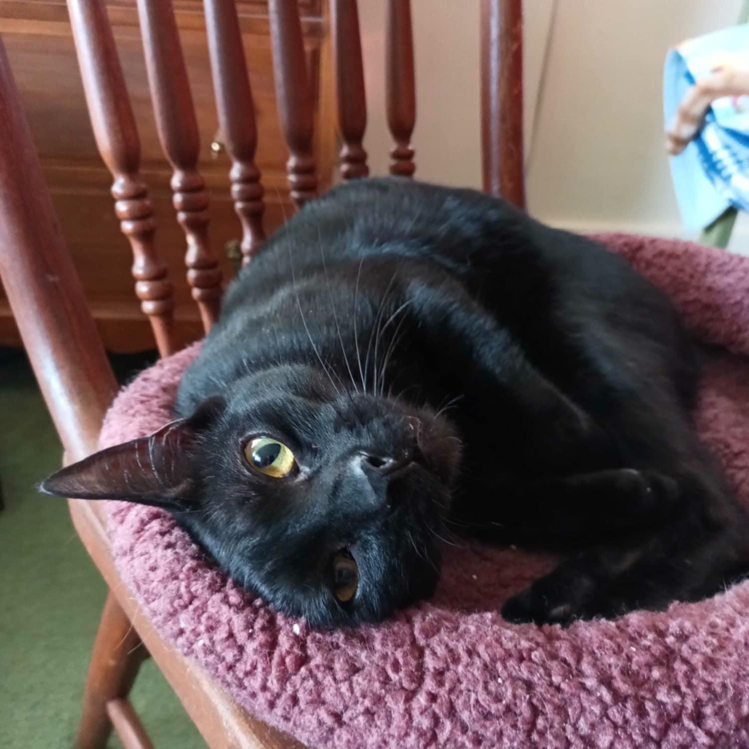 Ed, Adoptable, Young Male Domestic Short Hair.