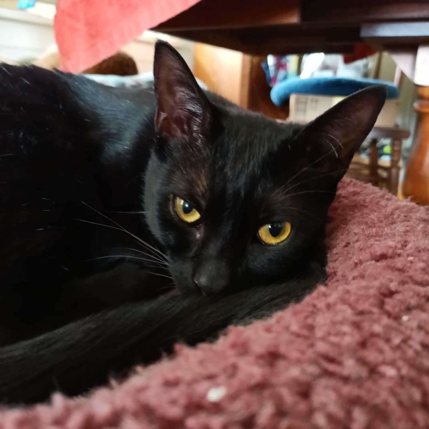 Ed, a Adoptable Domestic Short Hair in Lewiston, ID image 2/3