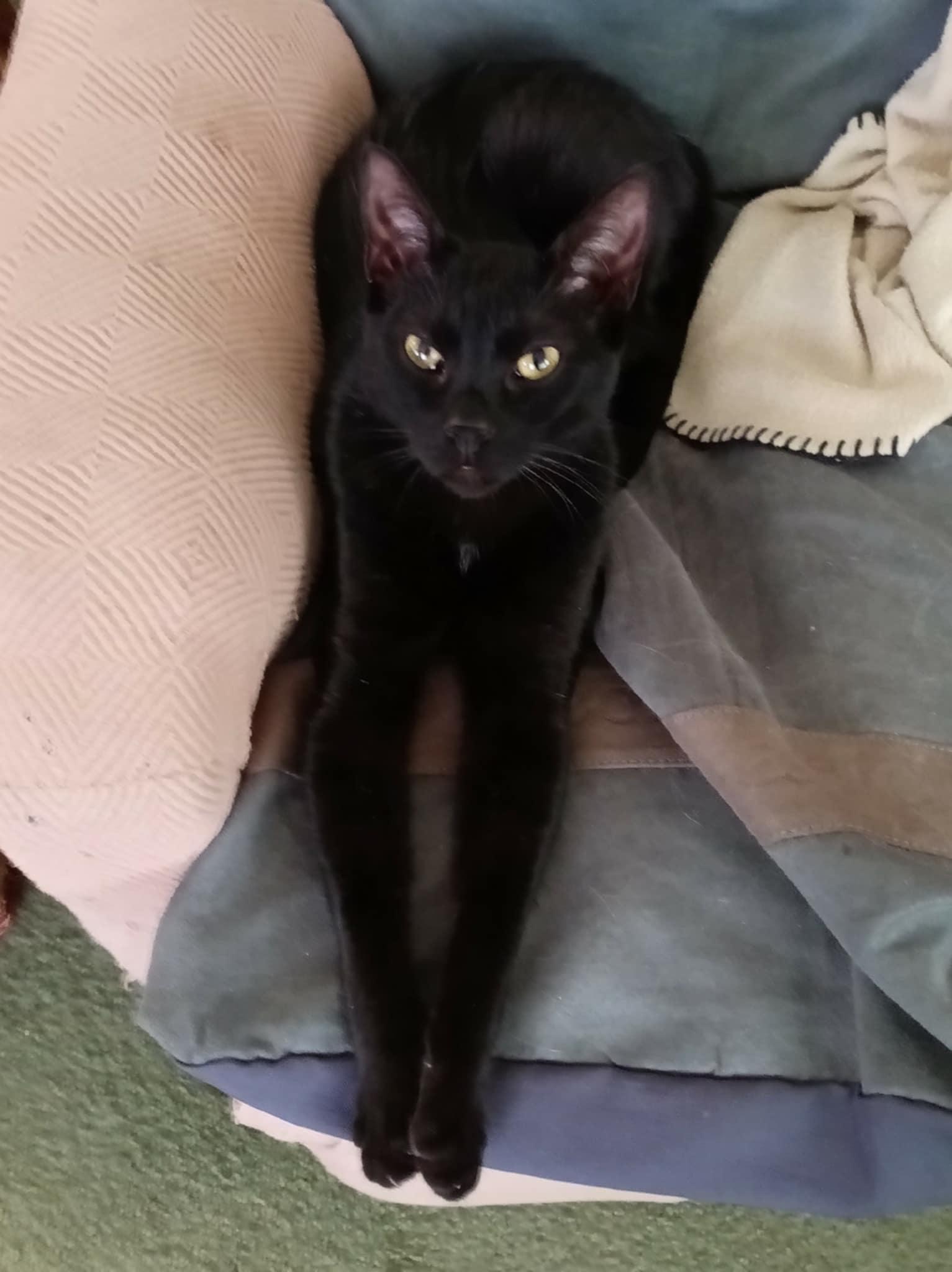 Ed, a Adoptable Domestic Short Hair in Lewiston, ID image 3/3