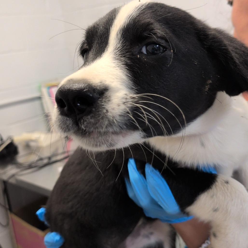 Apple Cider, Adoptable, Puppy Female Labrador Retriever & Collie.