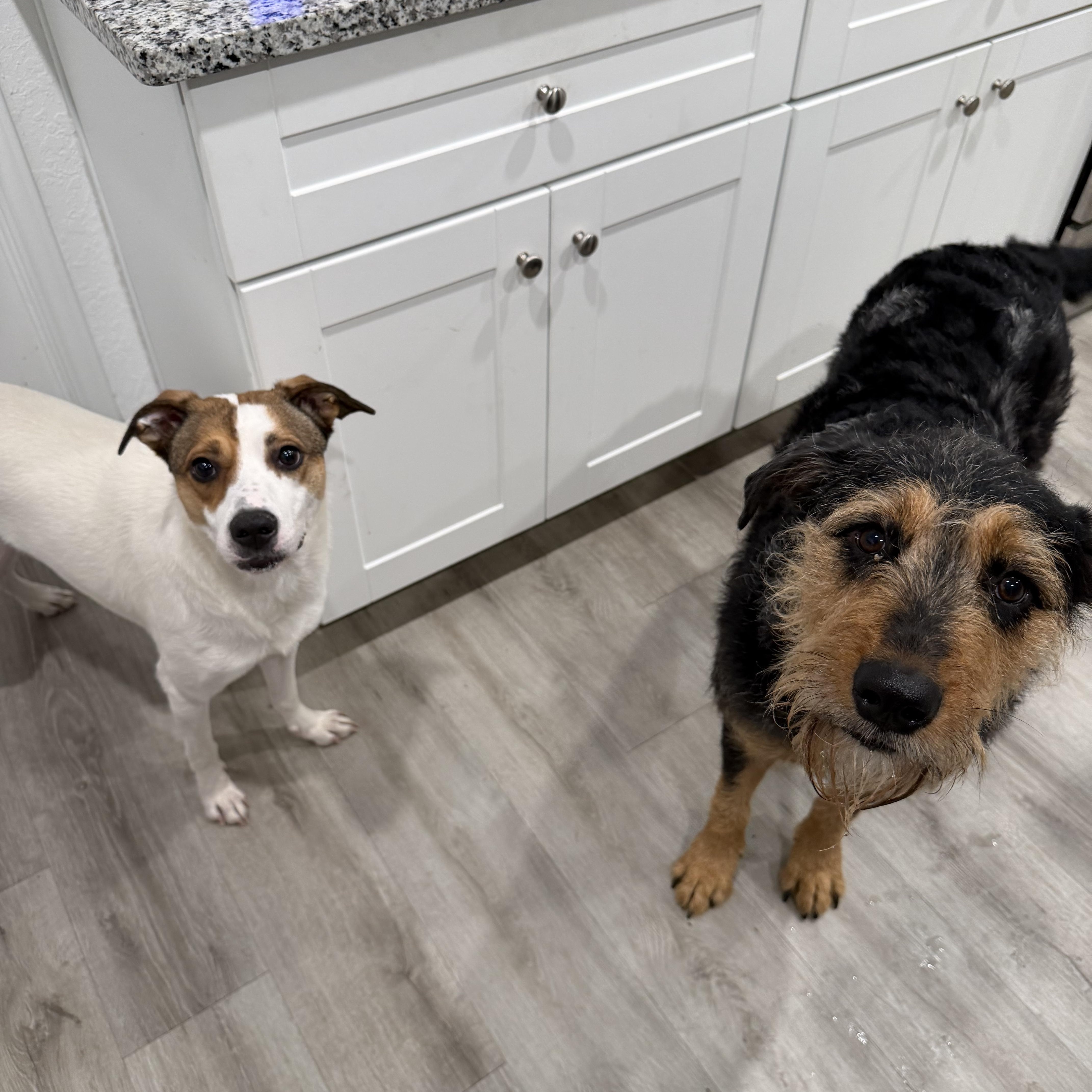 Artie — thumbnail 4