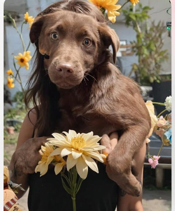 Sassy, adopted, Puppy Female Chocolate Labrador Retriever.