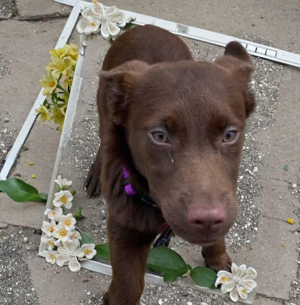 Enlarge Sassy, an adopted Chocolate Labrador Retriever in Woodbury, NJ image 2/2
