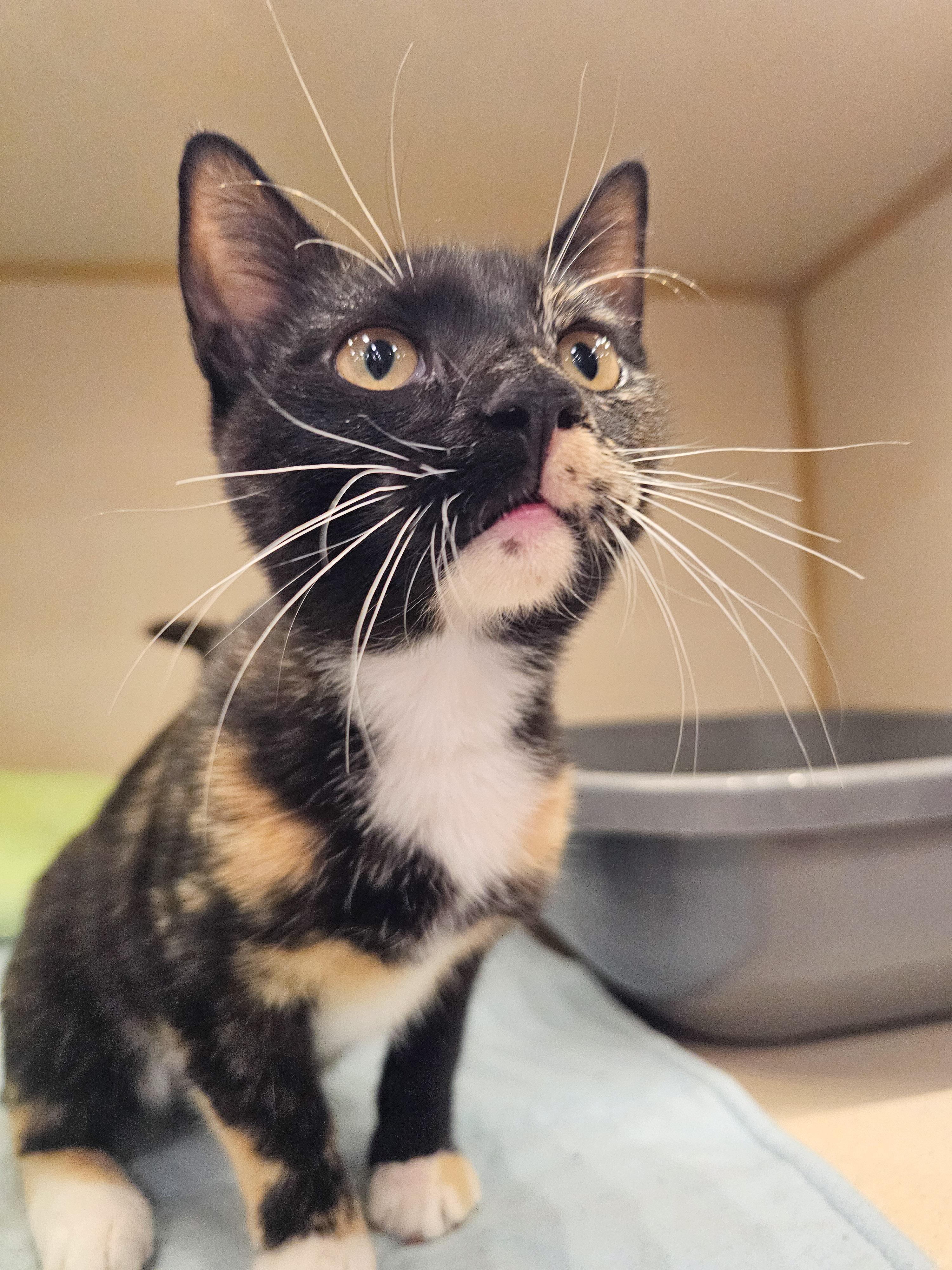 Katie, adopted, Young Female Domestic Short Hair.