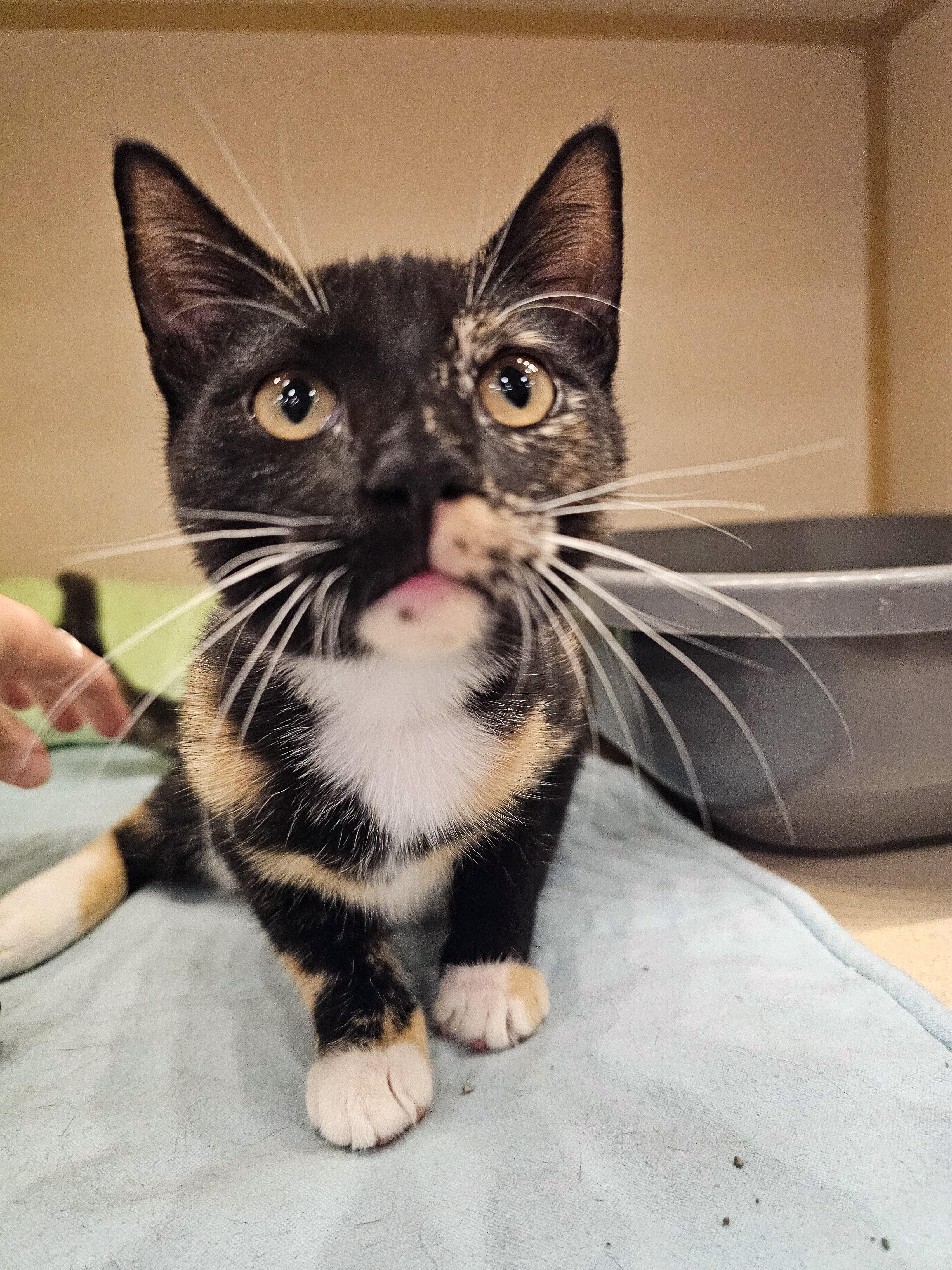 Katie, an adopted Domestic Short Hair in Naples, FL image 2/4