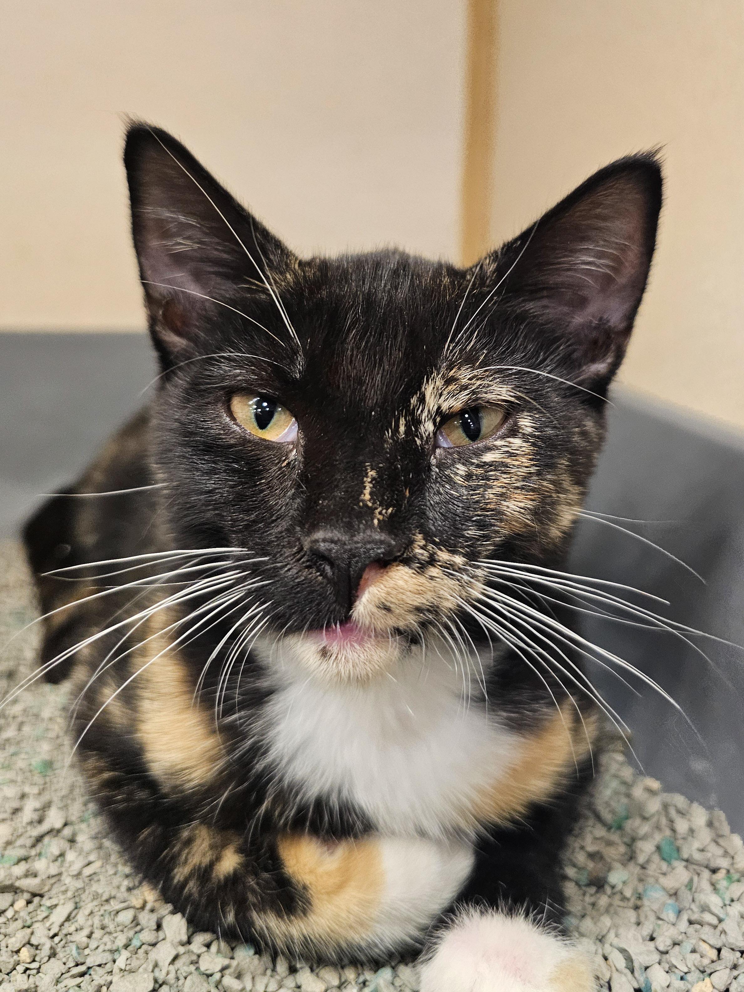 Katie, an adopted Domestic Short Hair in Naples, FL image 3/4