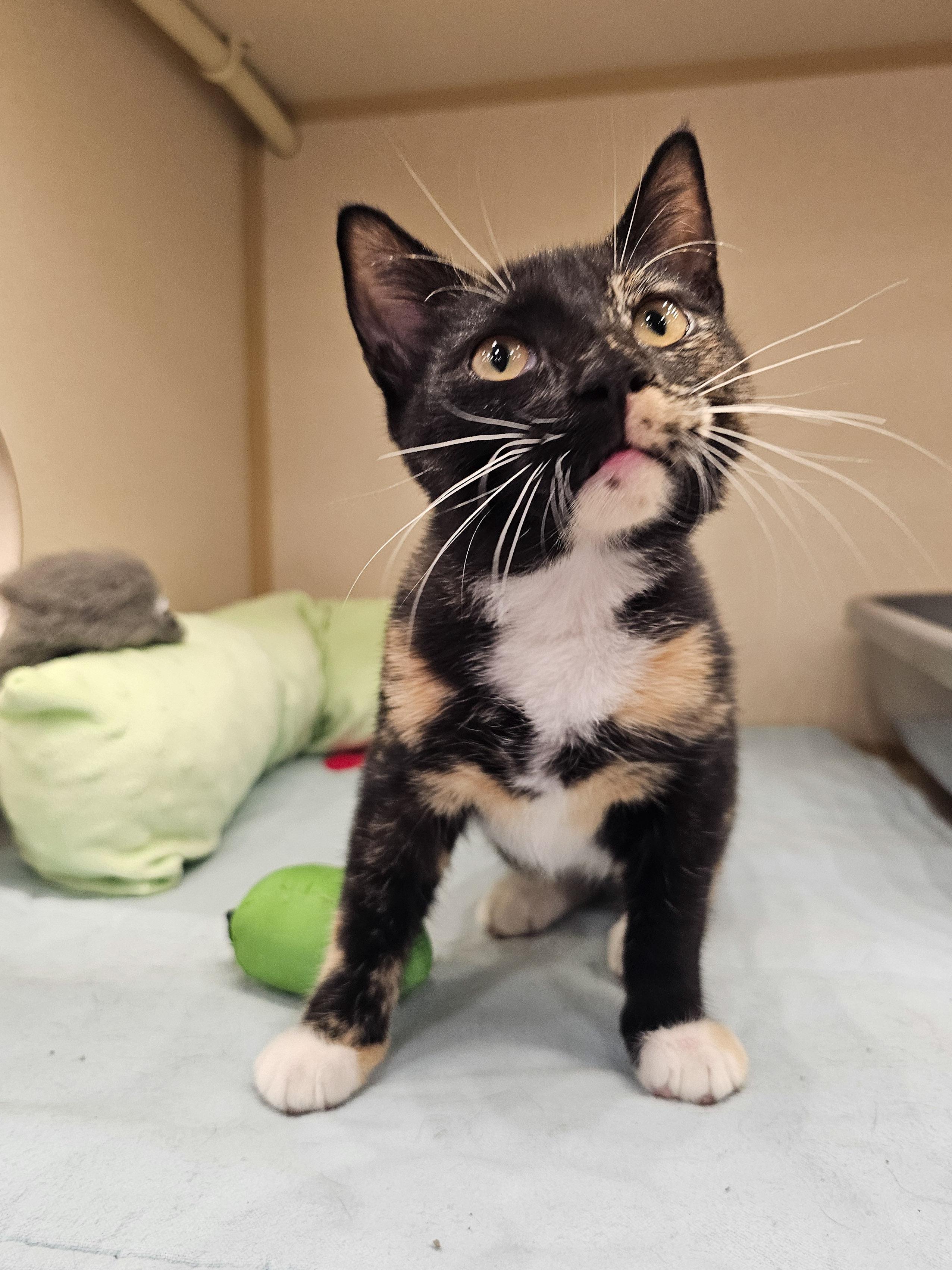 Katie, an adopted Domestic Short Hair in Naples, FL image 4/4