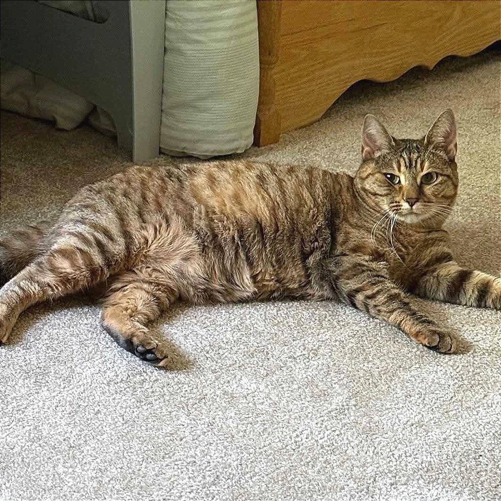 Haila, a Adoptable Domestic Short Hair in Dover, NH image 1/6