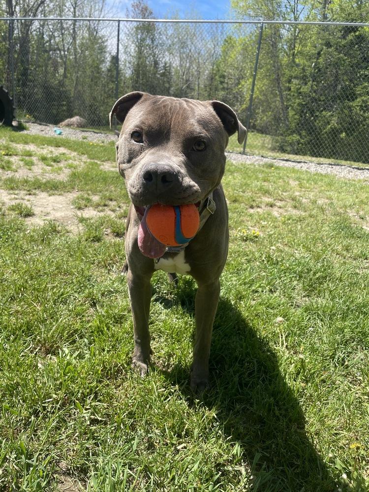 Enlarge Cassius, a Adoptable mixed breed in Trenton, ME image 2/5