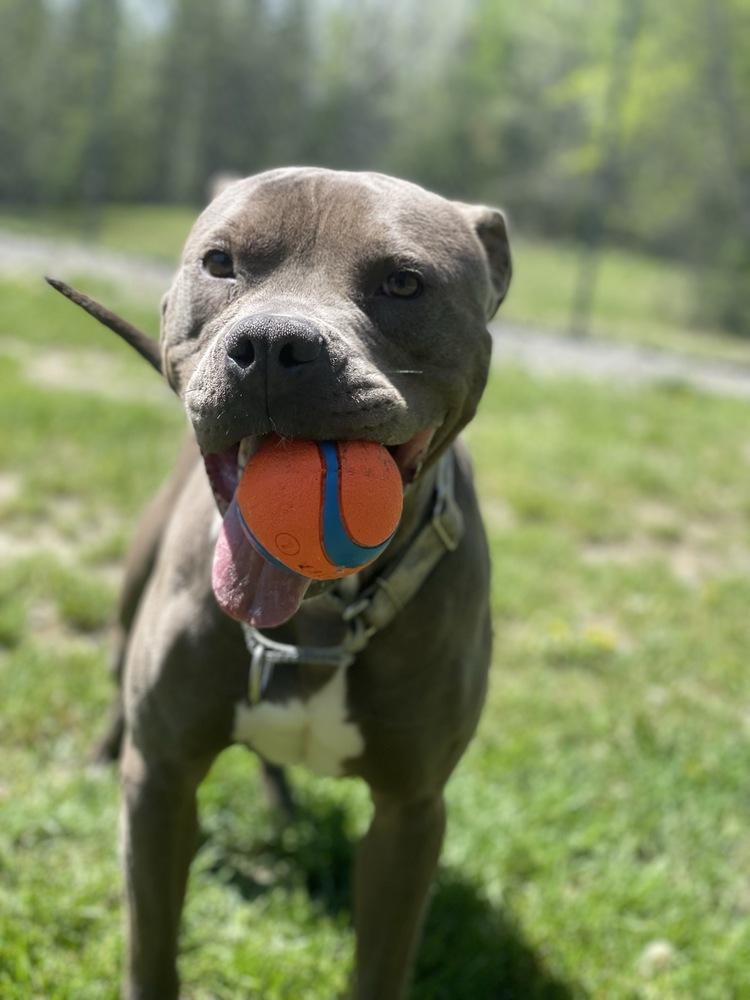 Enlarge Cassius, a Adoptable mixed breed in Trenton, ME image 5/5