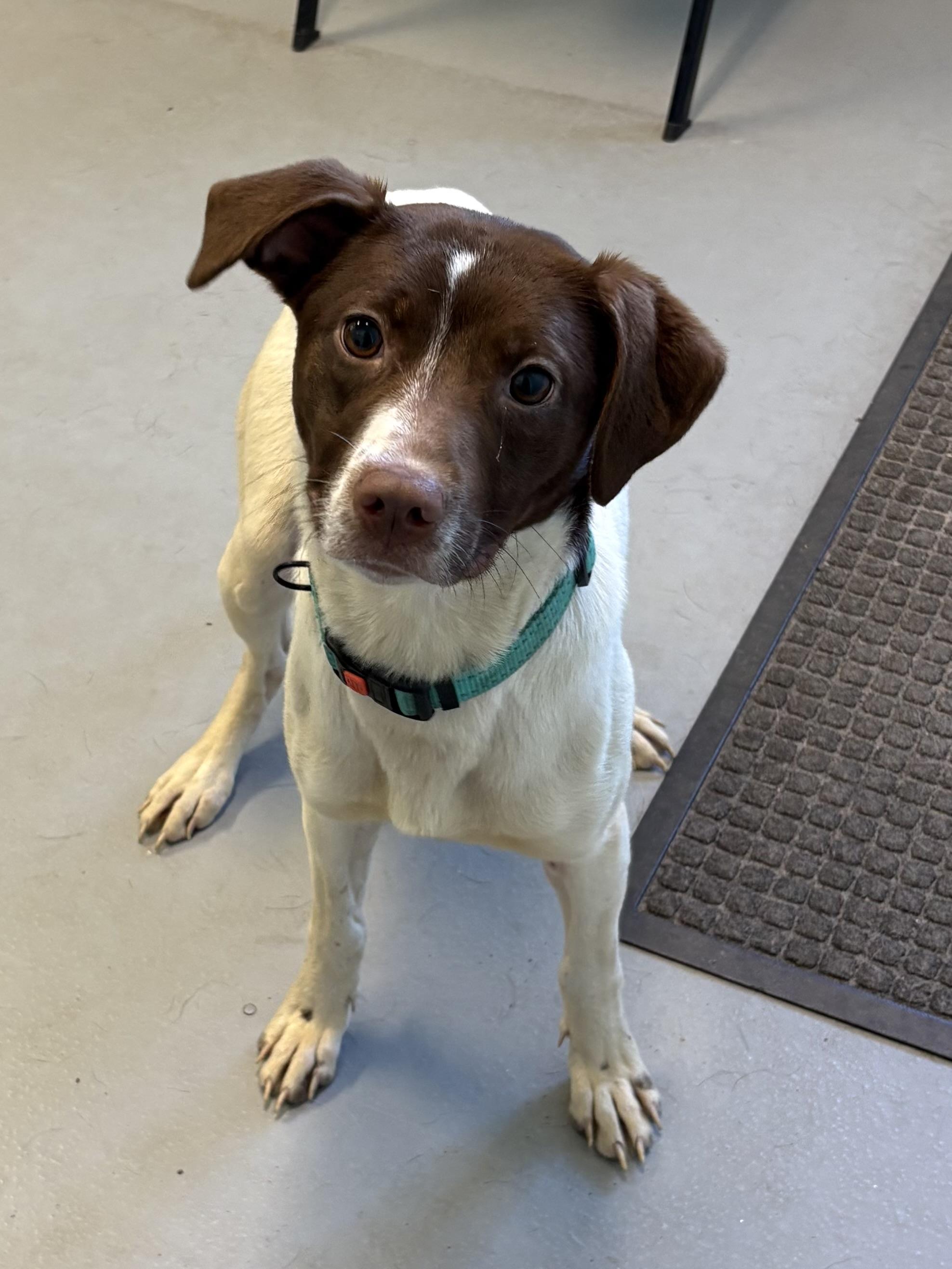 Petra, ADOPTABLE, Puppy Female Mixed Breed.