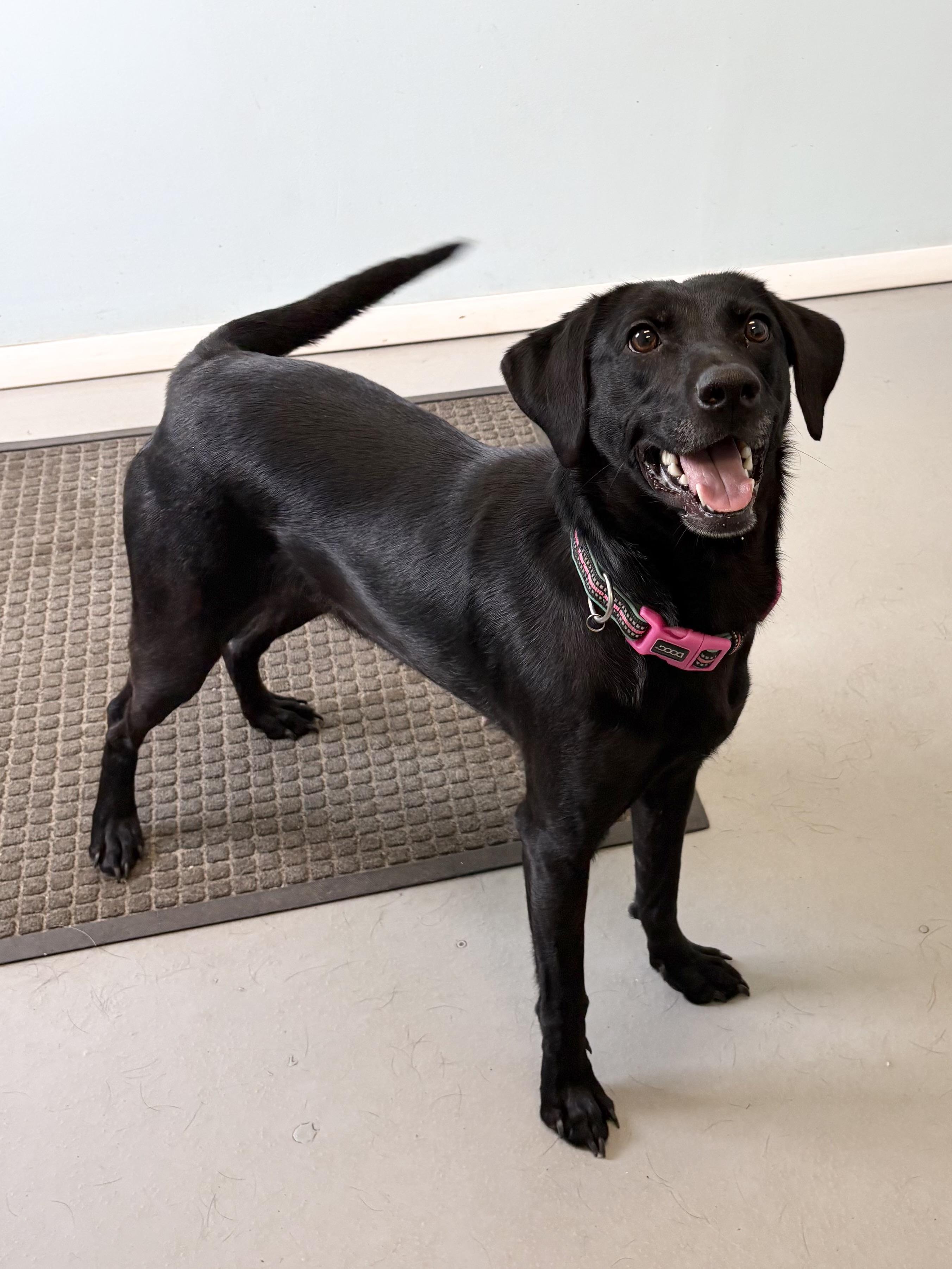 Enlarge Petra, a ADOPTABLE Mixed Breed in Big Rapids, MI image 2/2