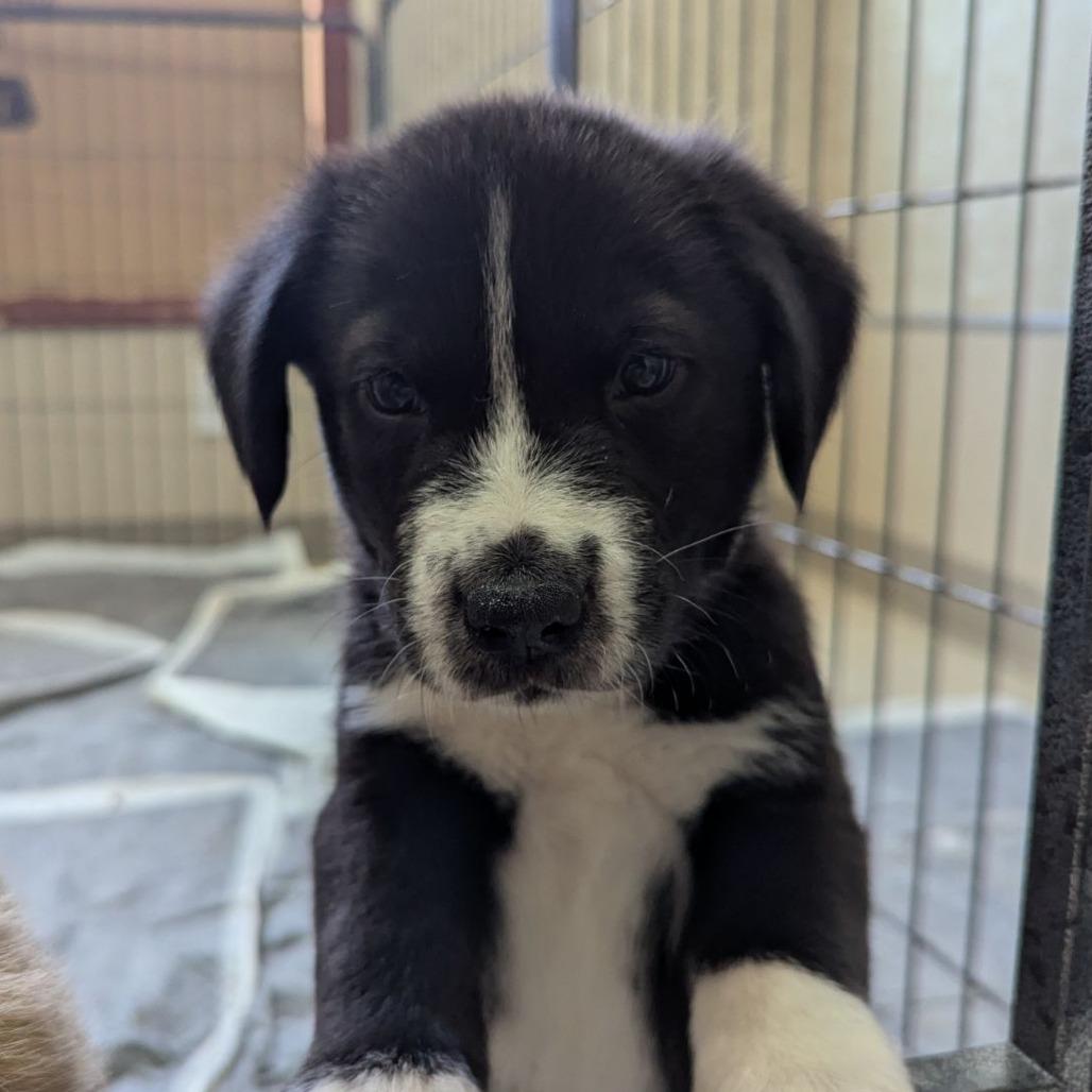 Enlarge Yukon, an adopted mixed breed in Ocala, FL image 2/2