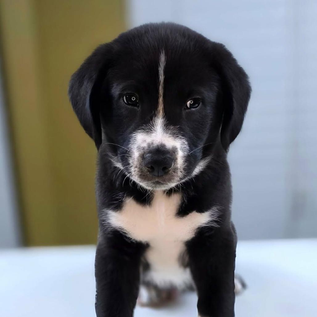 Enlarge Yukon, an adopted mixed breed in Ocala, FL image 1/2