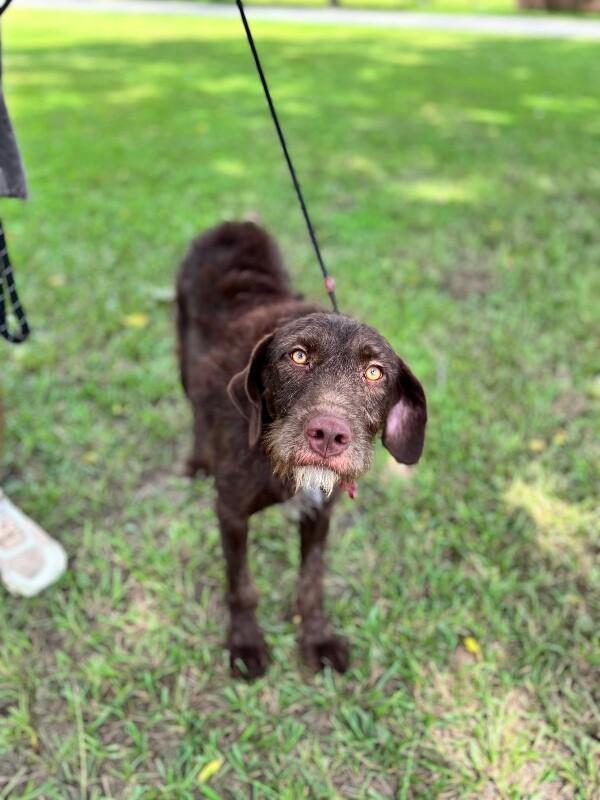 Muffin, Adoptable, Adult Female Chocolate Labrador Retriever & Poodle.