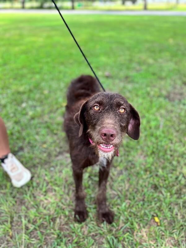 Enlarge Muffin, a Adoptable mixed breed in Berkeley Heights, NJ image 3/4