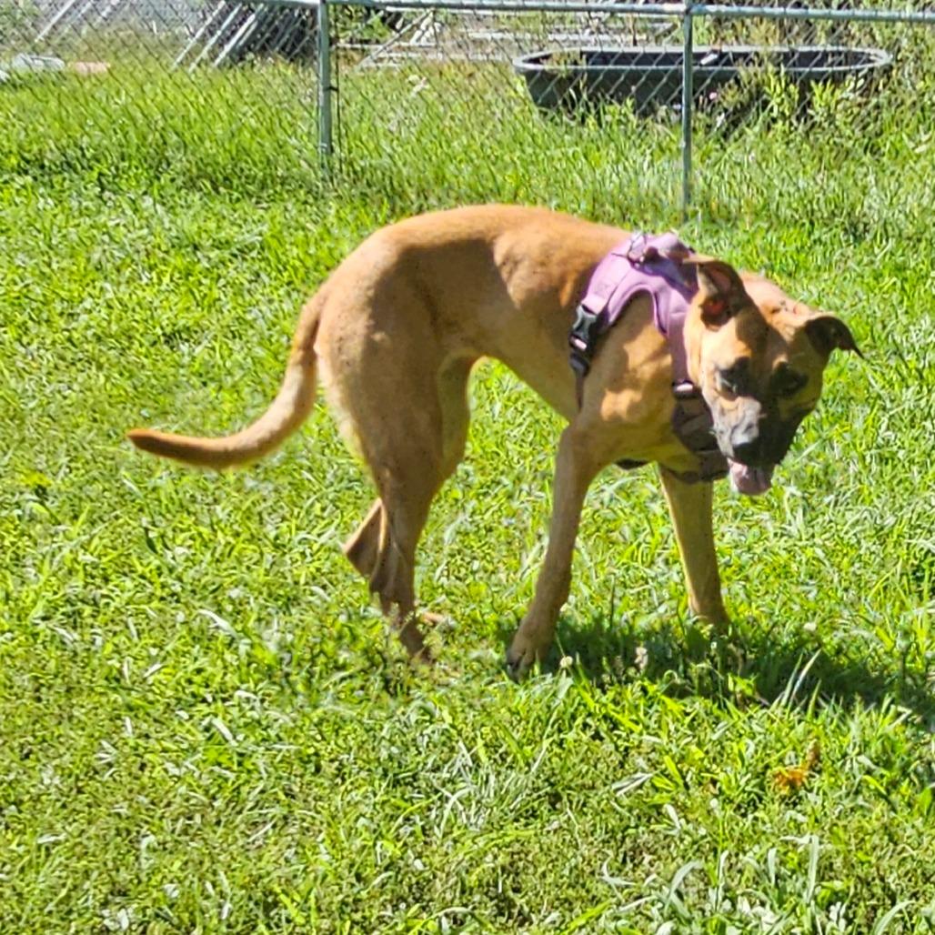 Enlarge Abby, a Adoptable Mixed Breed in Middletown, NY image 1/3